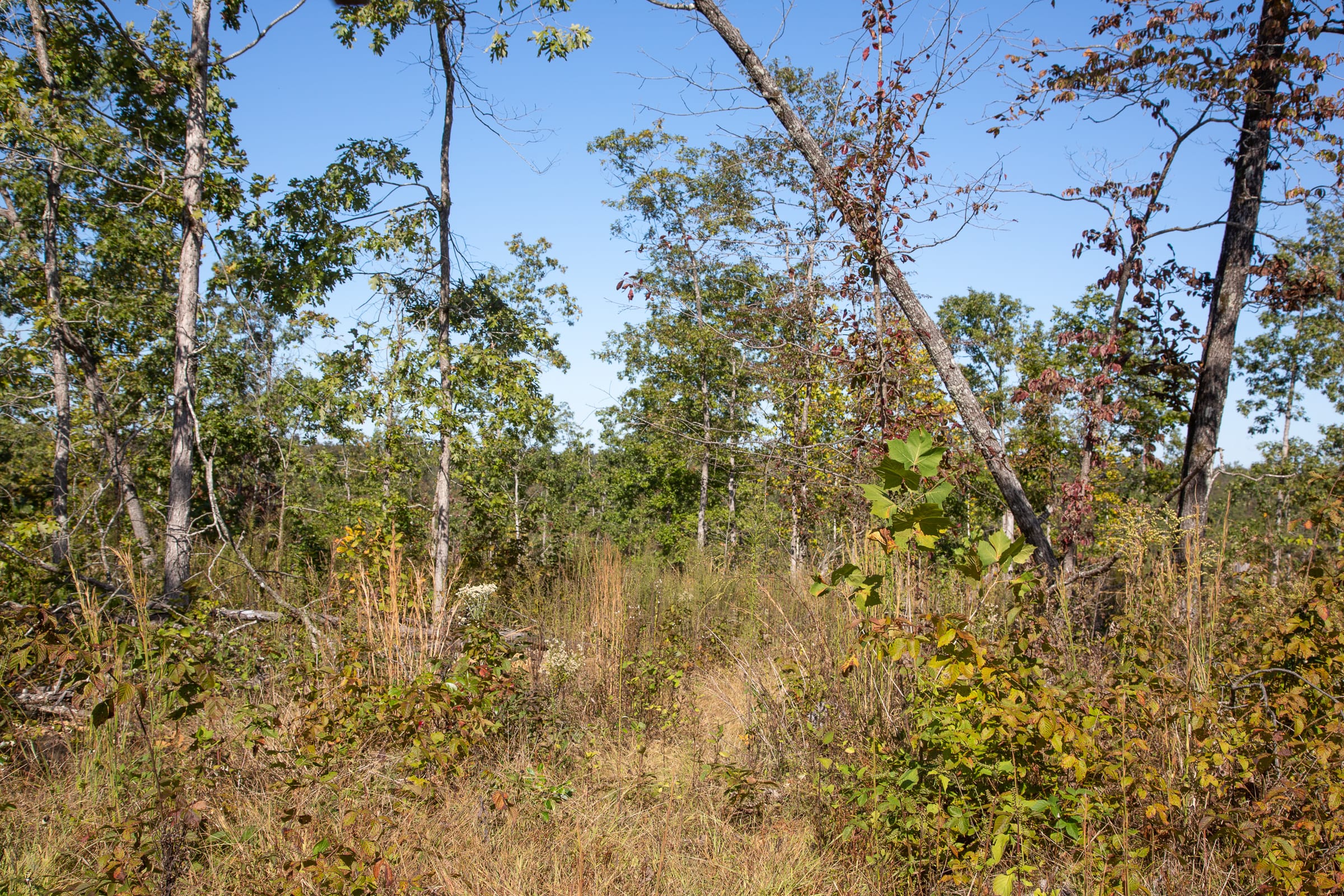 Borgmann’s Hollow Phase IV Tract 106 photo 8