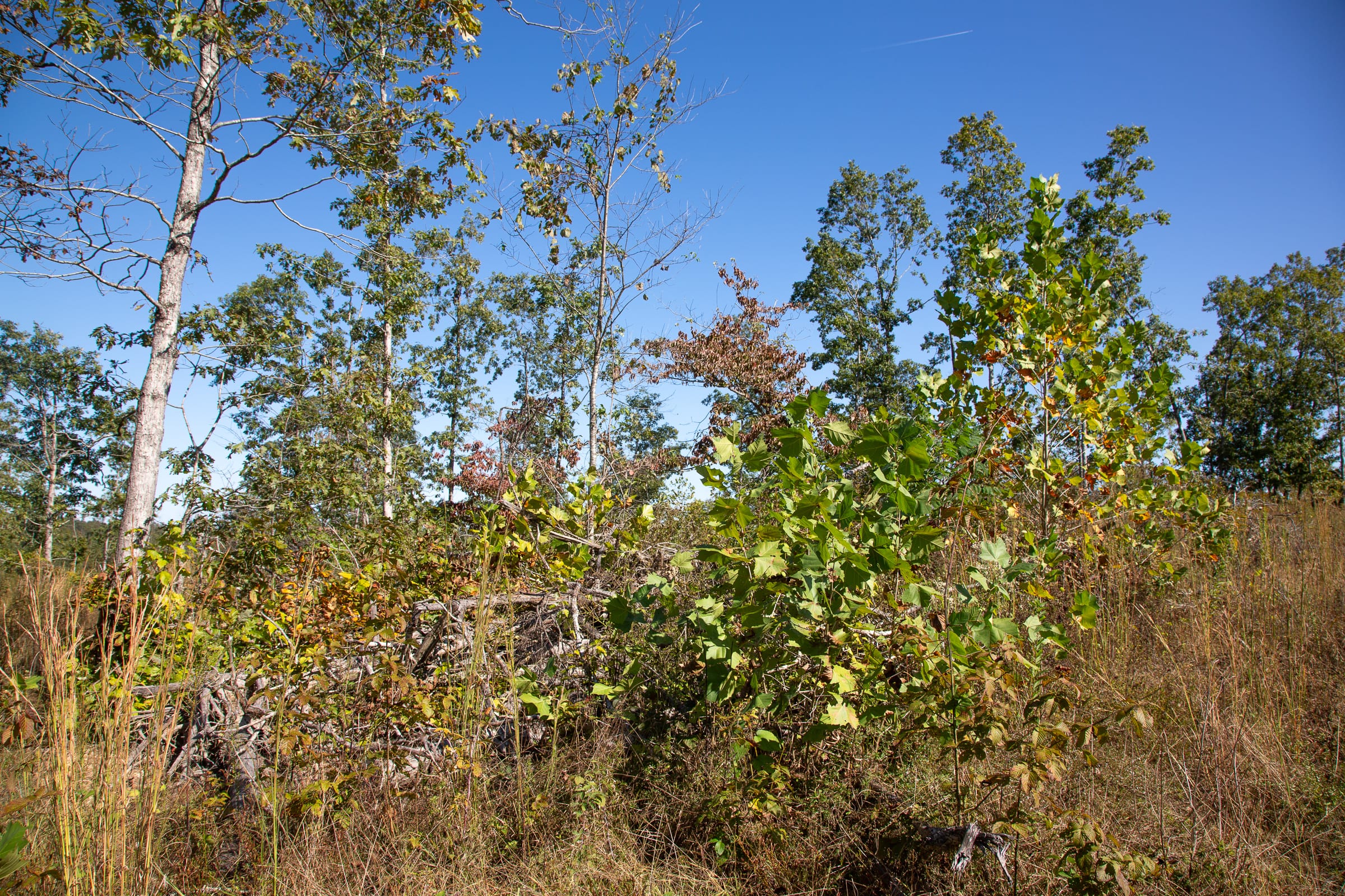 Borgmann’s Hollow Phase IV Tract 106 photo 10