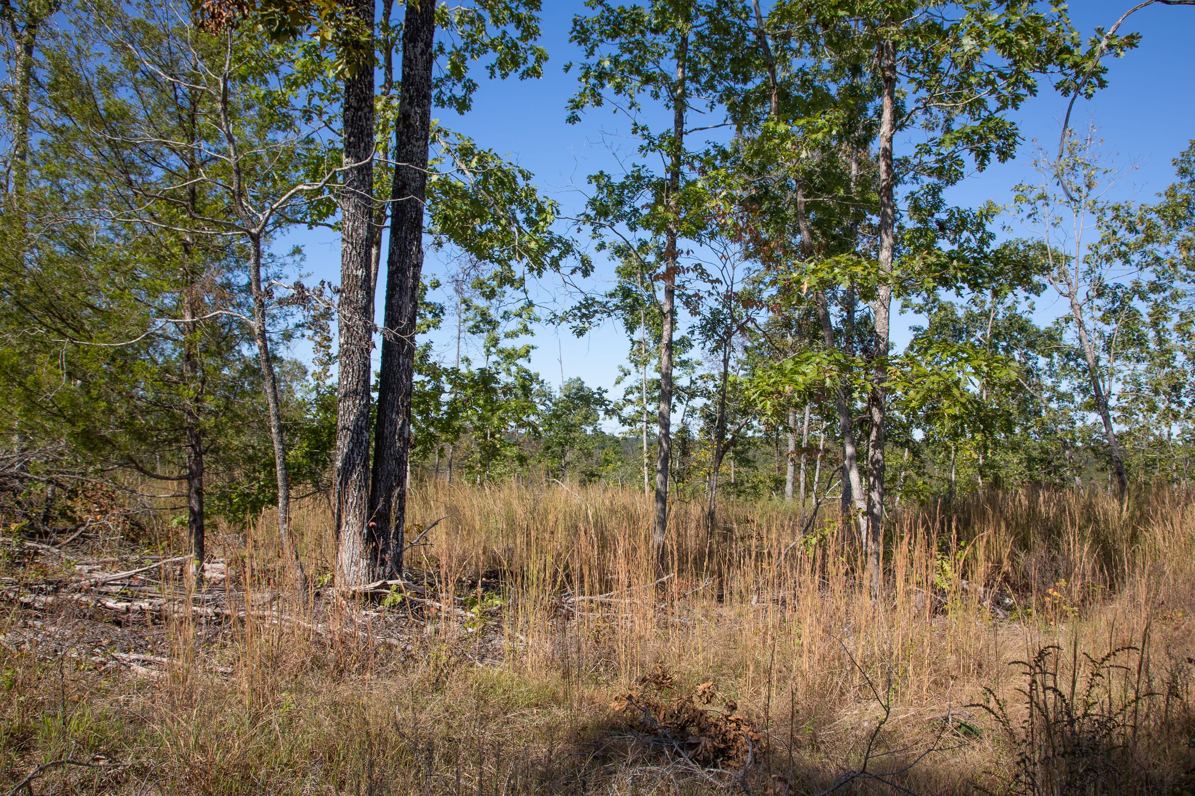 Borgmann’s Hollow Phase IV Tract 106 photo 11