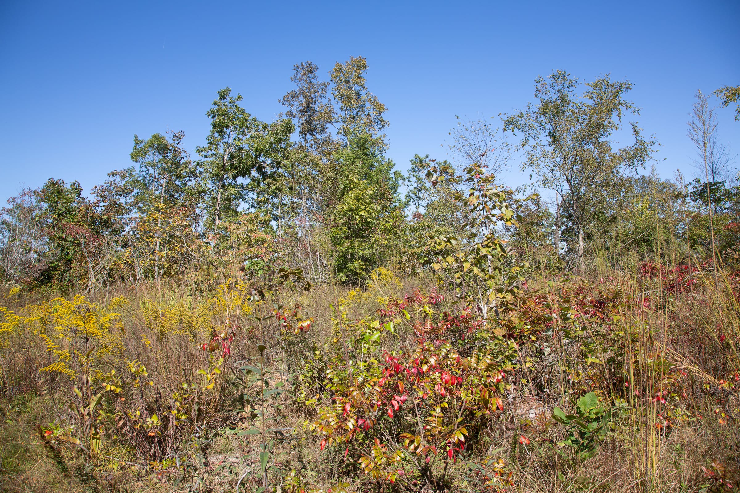 Borgmann’s Hollow Phase IV Tract 106 photo 12