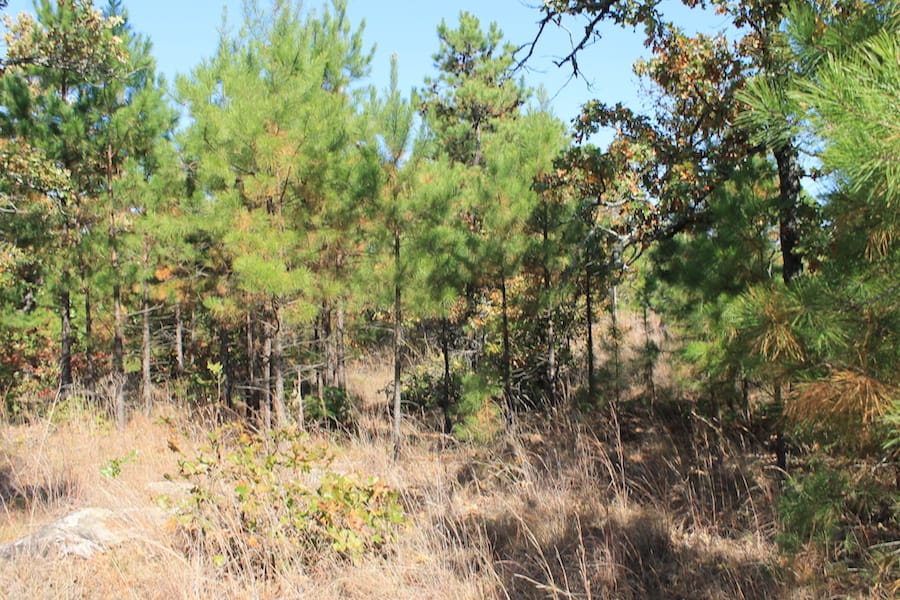 Indian Ridge – Phase III Tract 112 photo 5