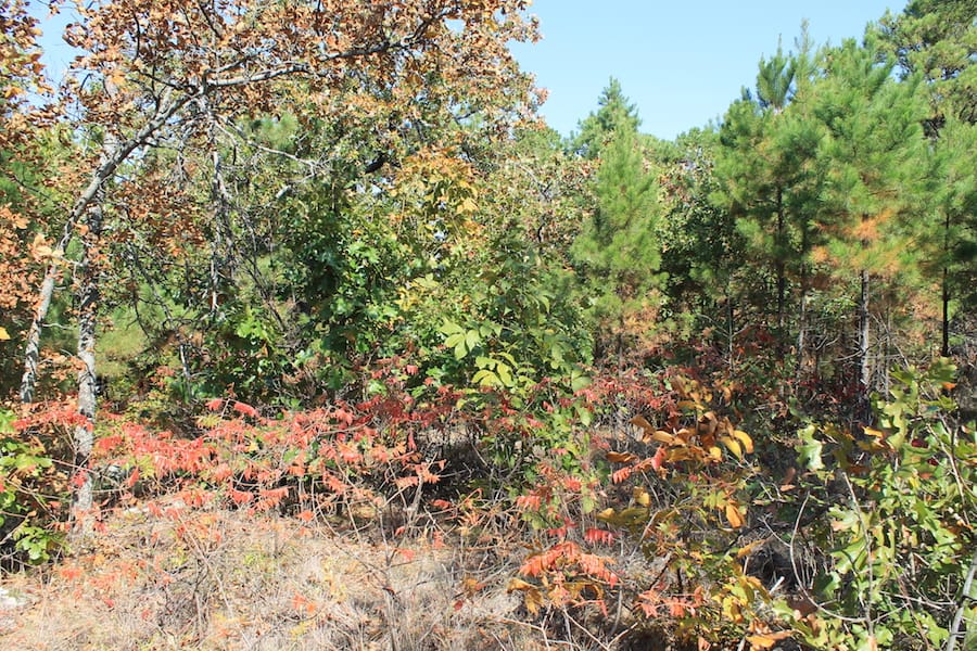 Indian Ridge – Phase III Tract 112 photo 6
