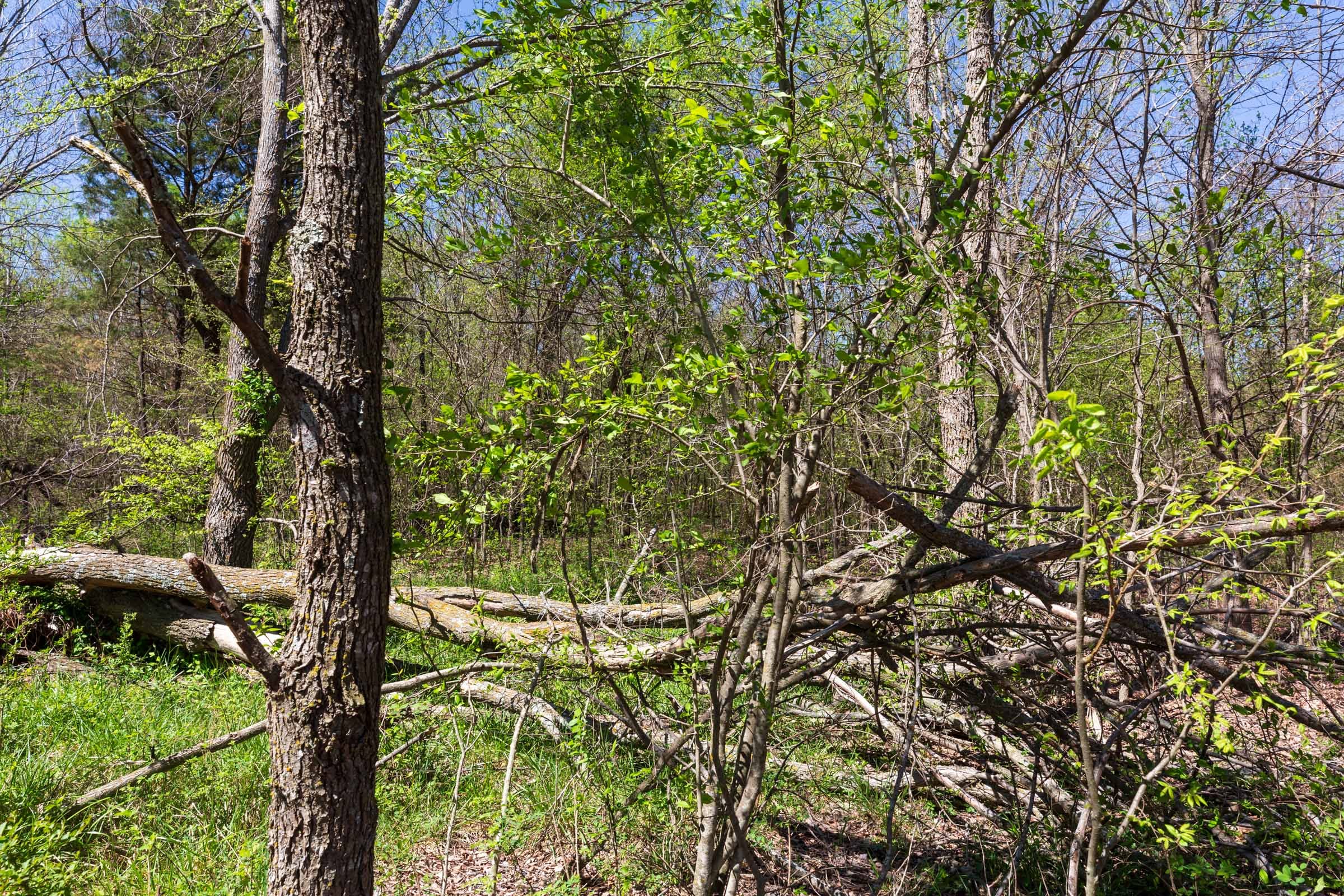Prairie Grove Tract 17 photo 2