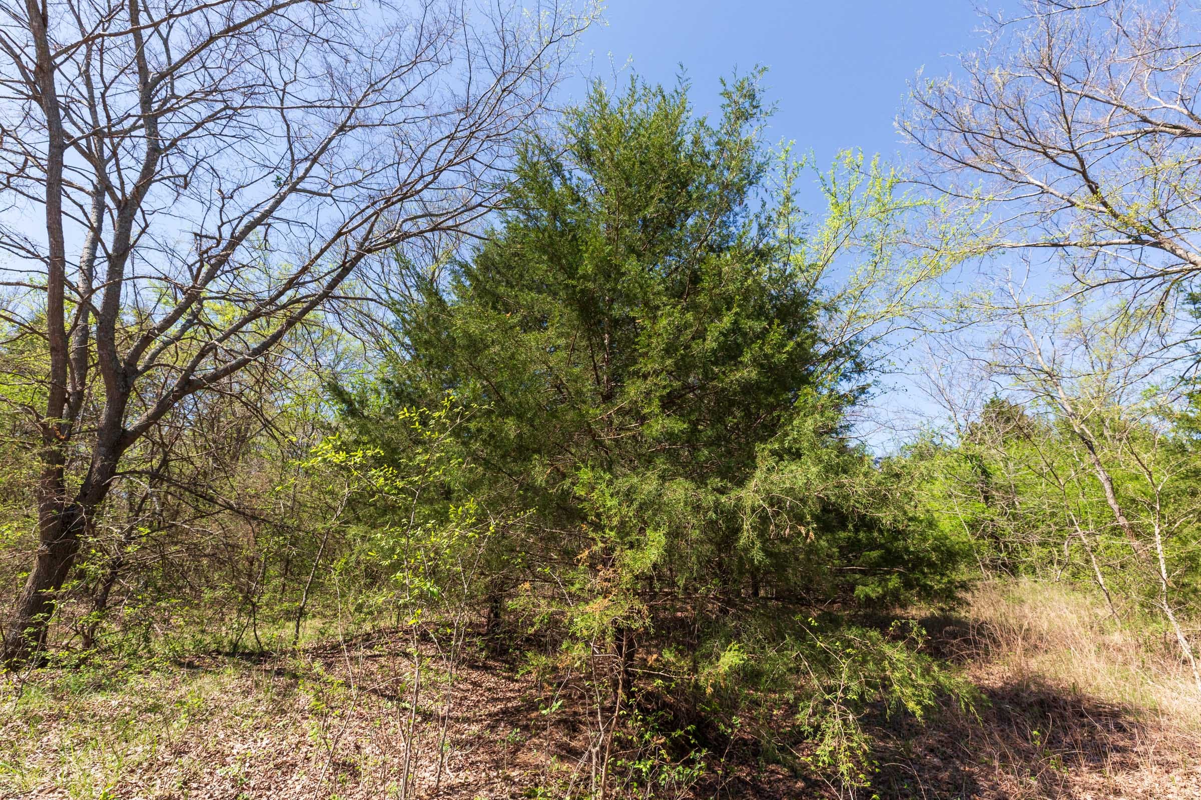 Prairie Grove Tract 17 photo 5
