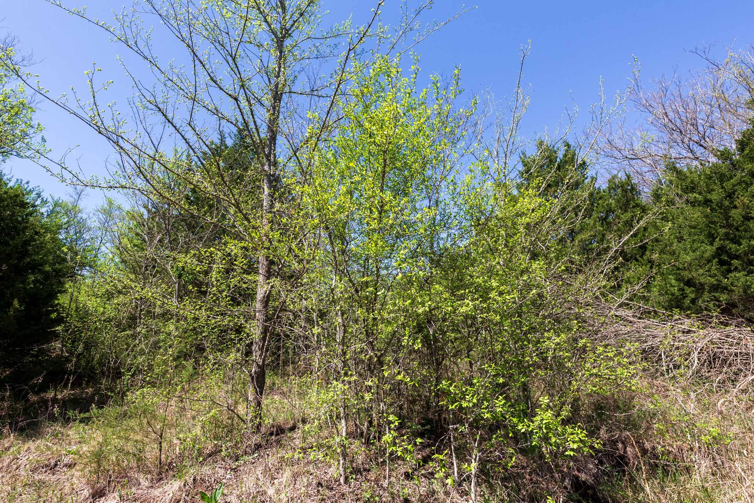 Prairie Grove Tract 17 photo 8