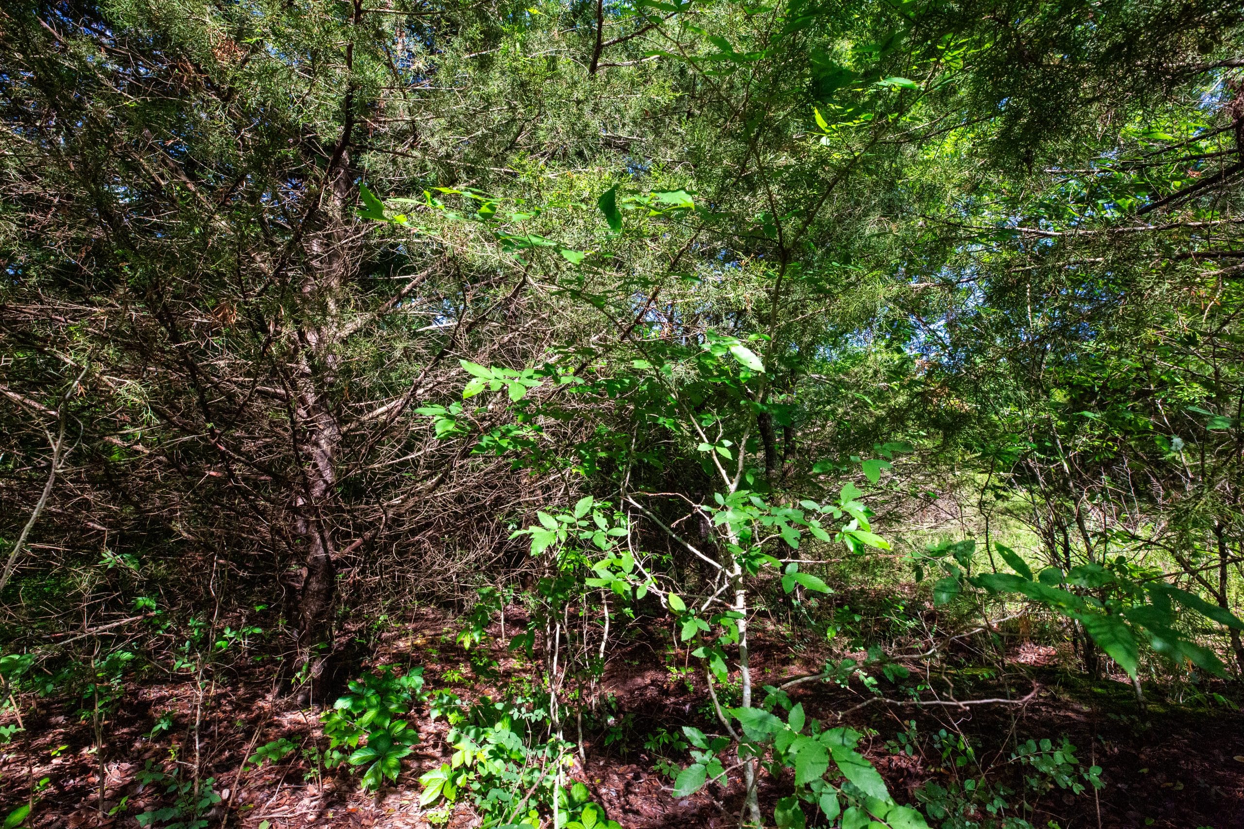 Prairie Grove Tract 17 photo 3