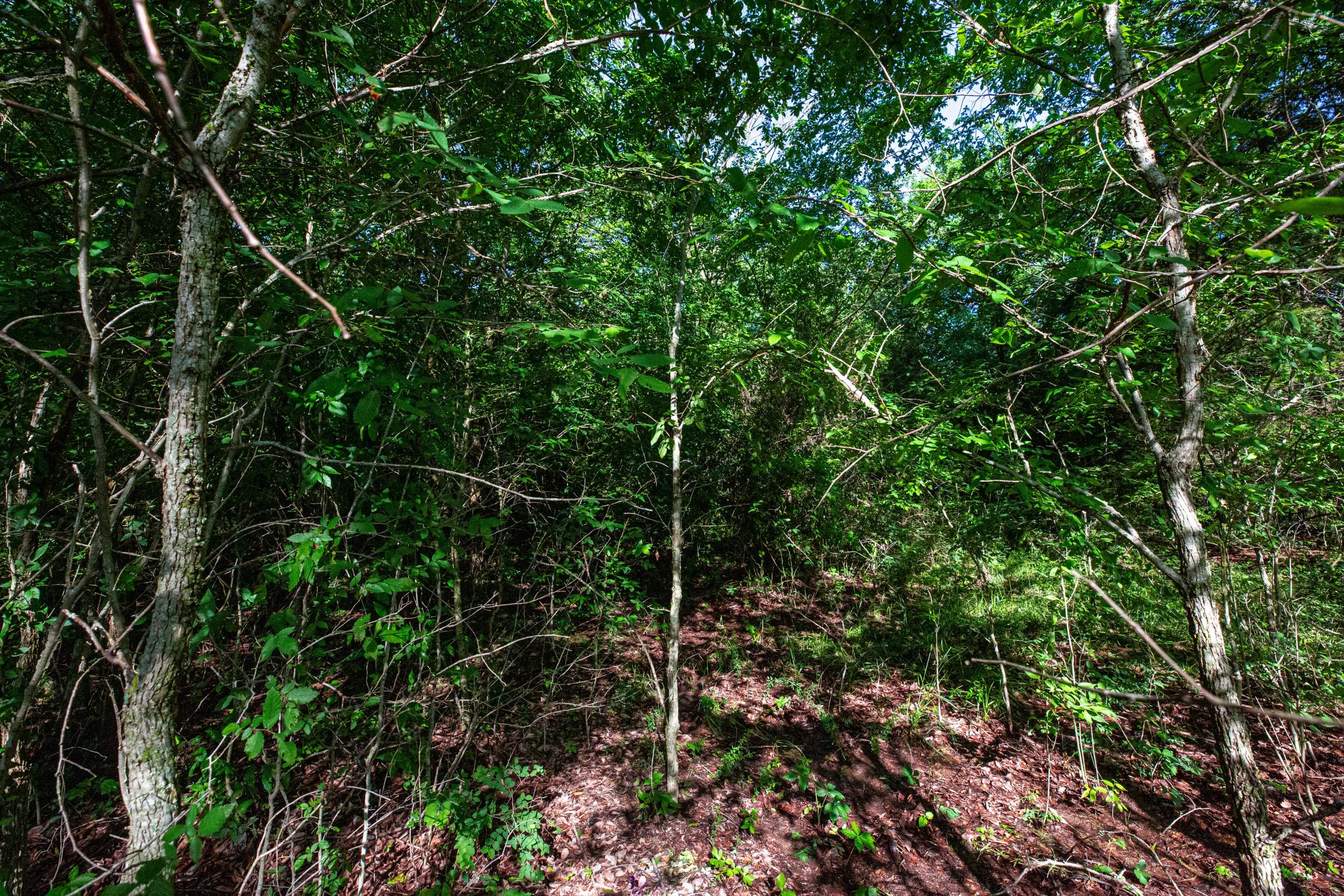Prairie Grove Tract 17 photo 6