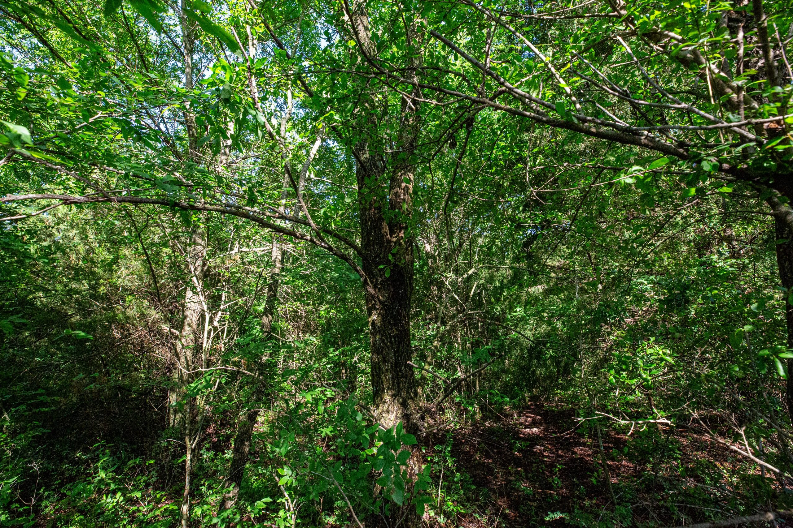 Prairie Grove Tract 17 photo 9
