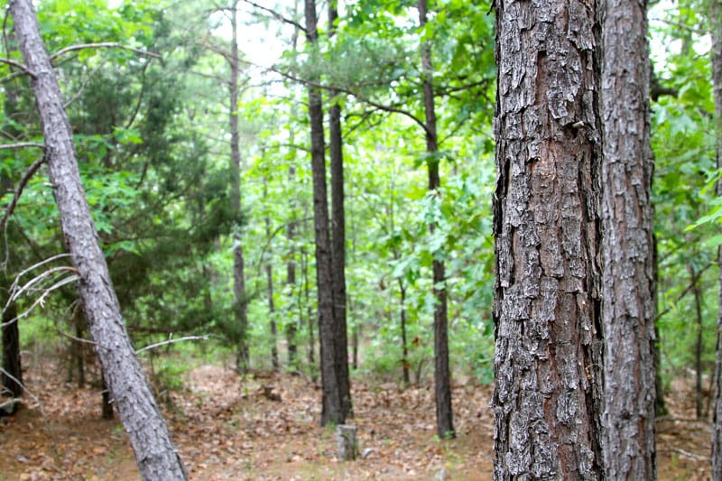 Trophy Ridge Phase II Tract 92 photo 2