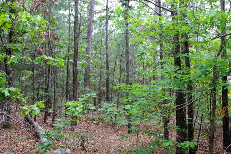 Trophy Ridge Phase II Tract 92 photo 3