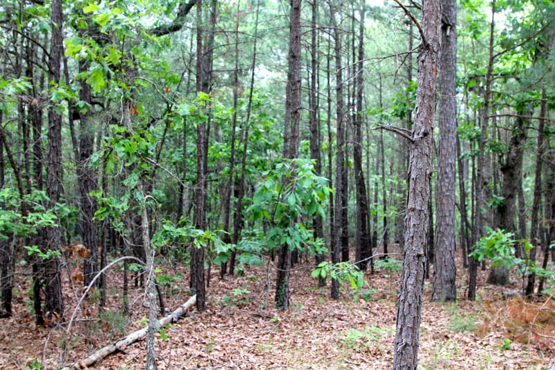 Trophy Ridge Phase II Tract 92 photo 5