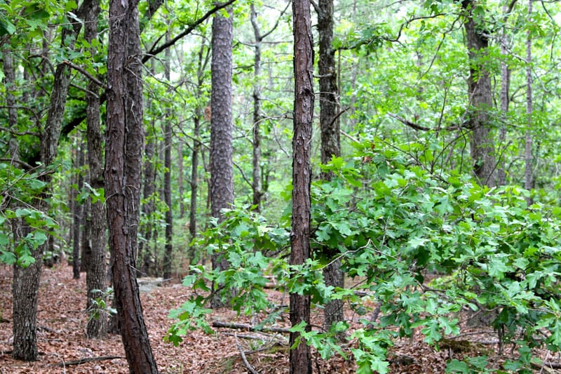Trophy Ridge Phase II Tract 92 photo 6