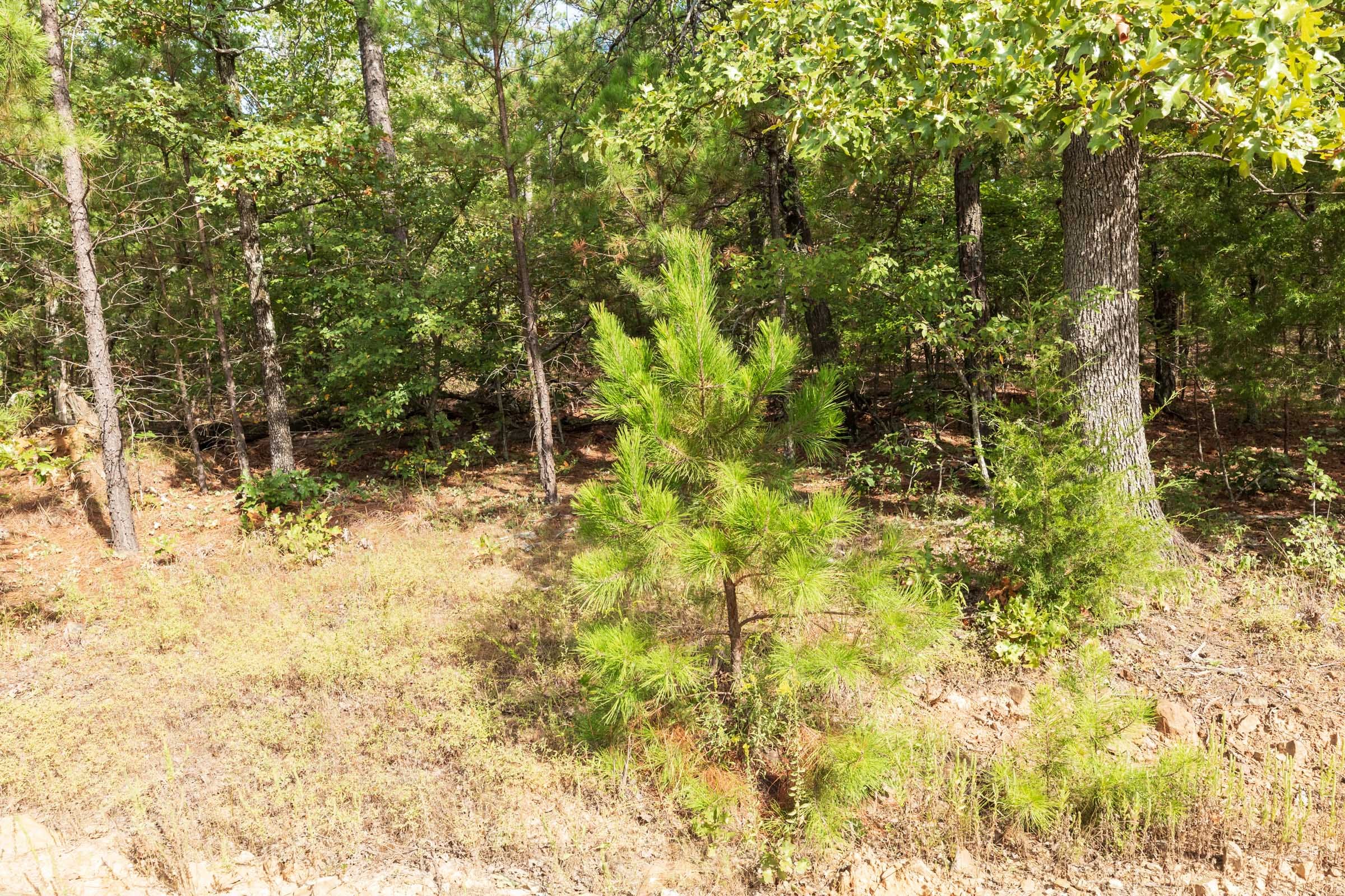 Stone Bridge Phase V Tract 387 photo 6