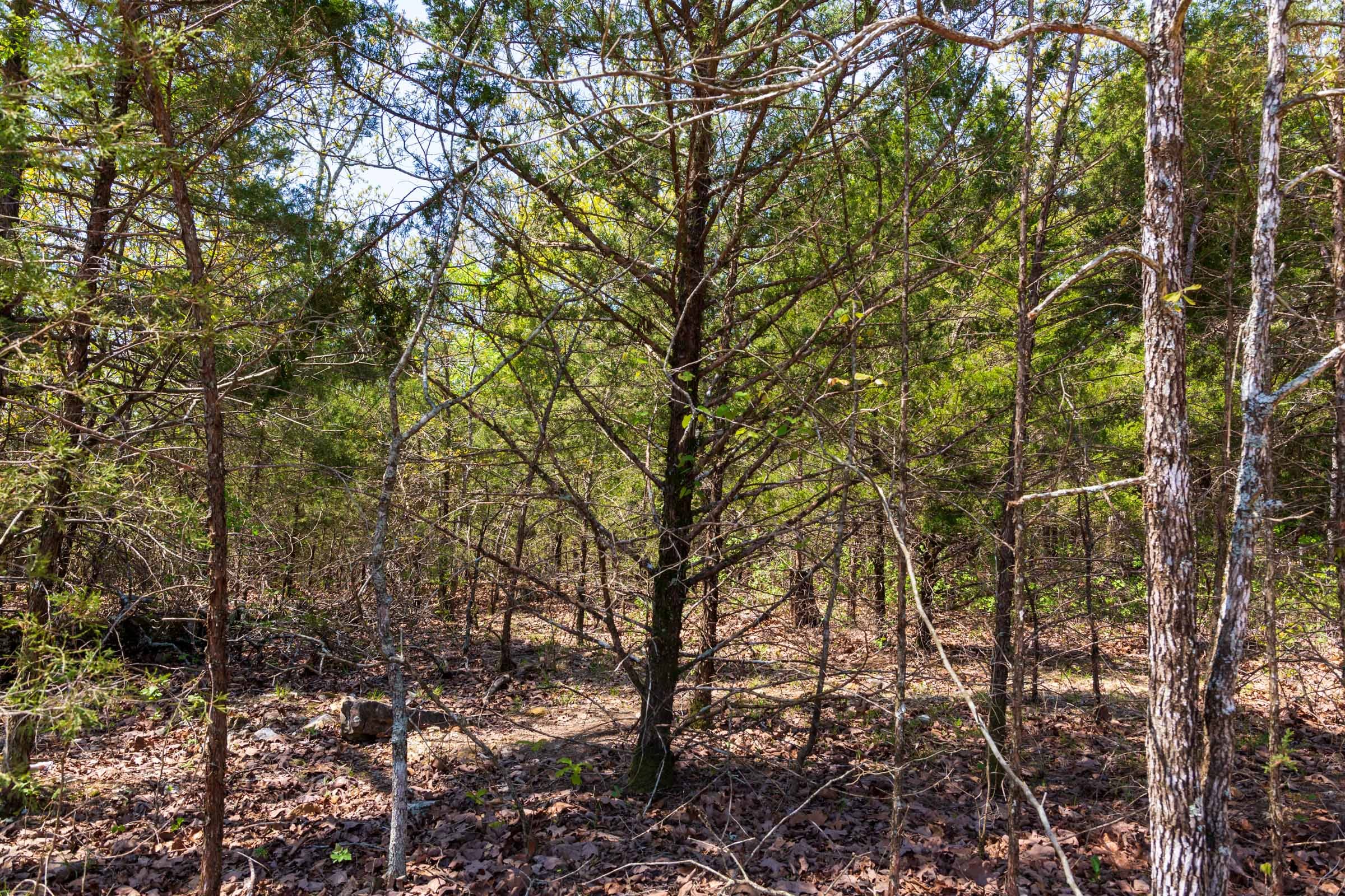 Autumnwood Tract 3 photo 2