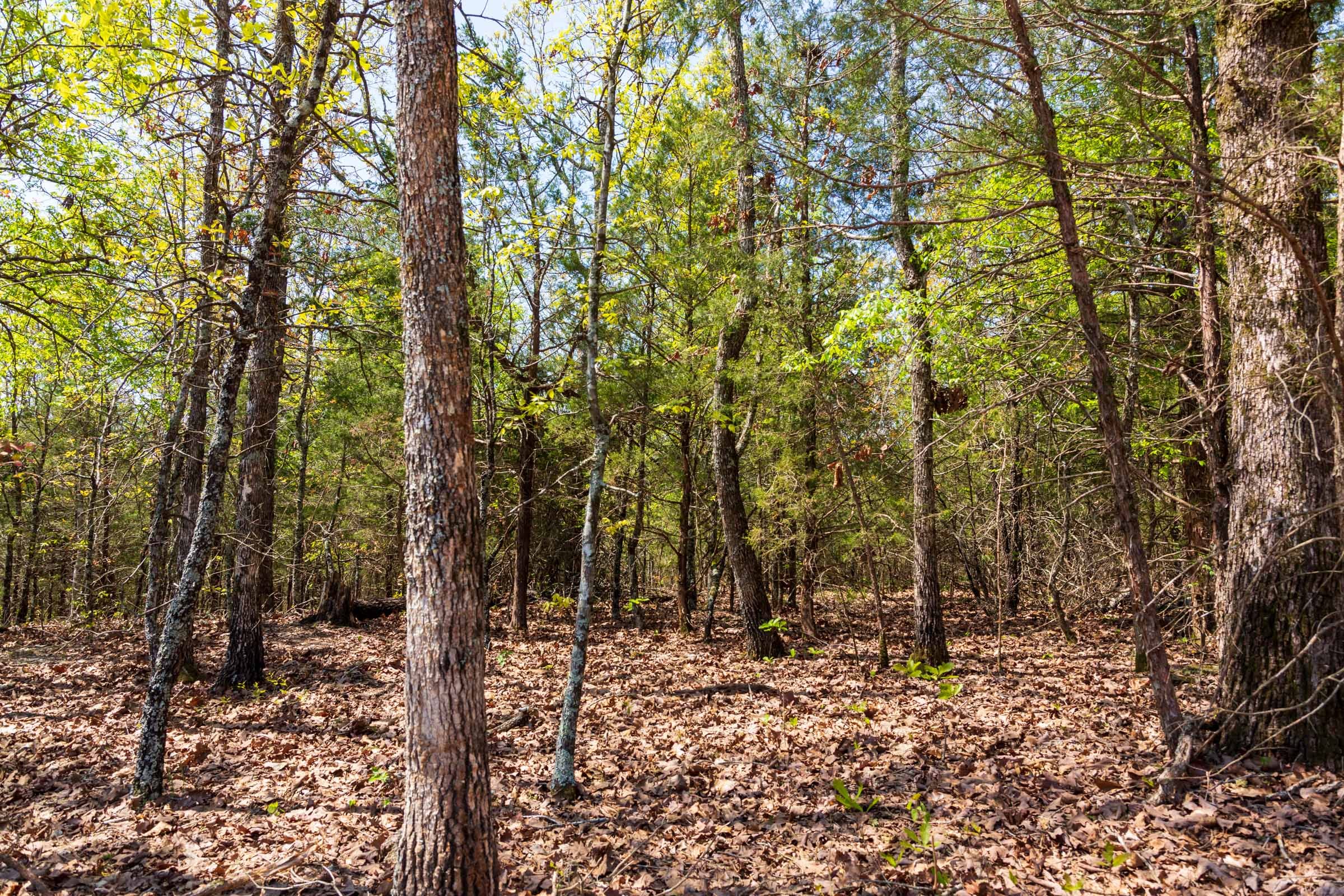 Autumnwood Tract 3 photo 3