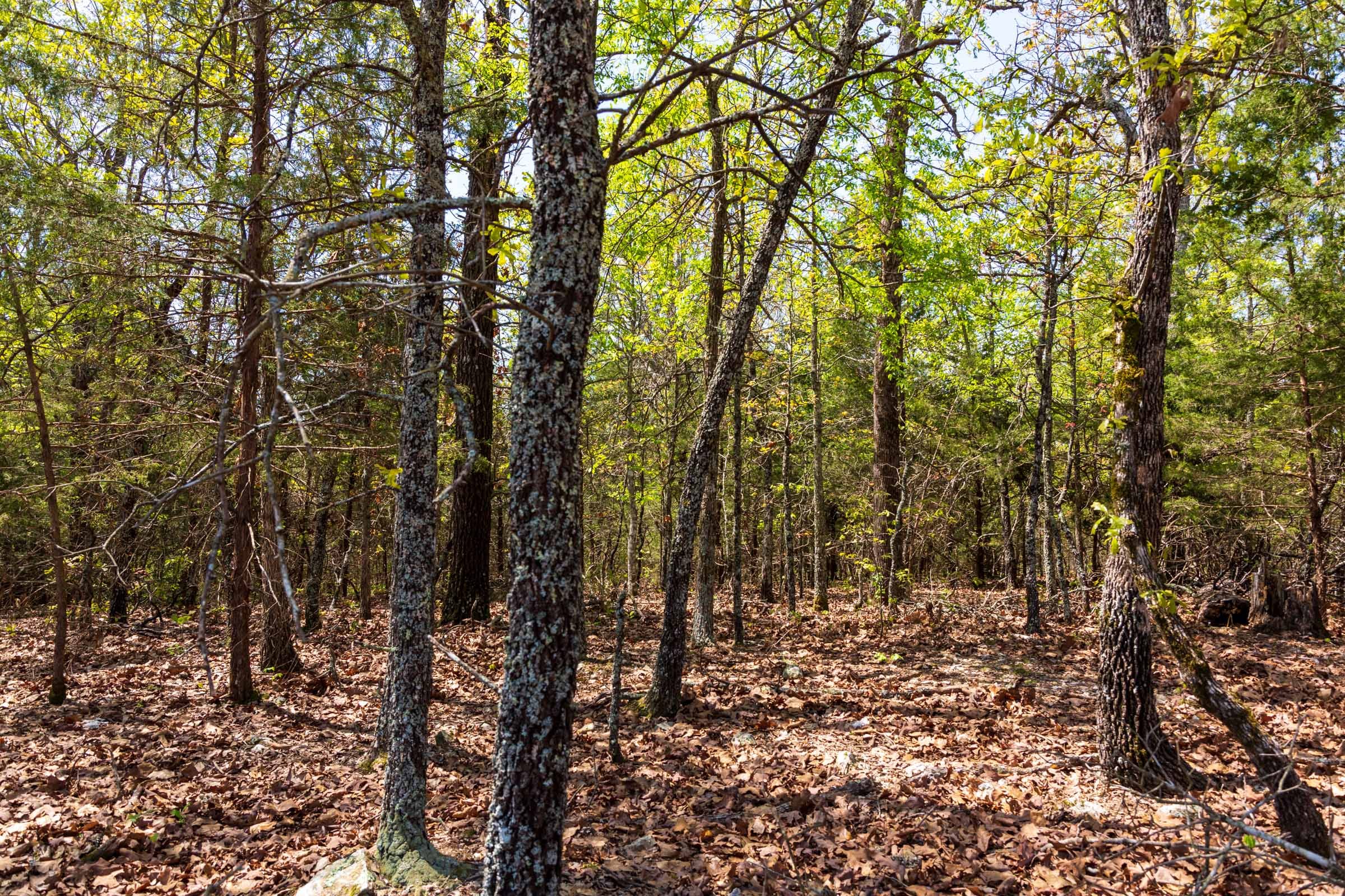 Autumnwood Tract 3 photo 4
