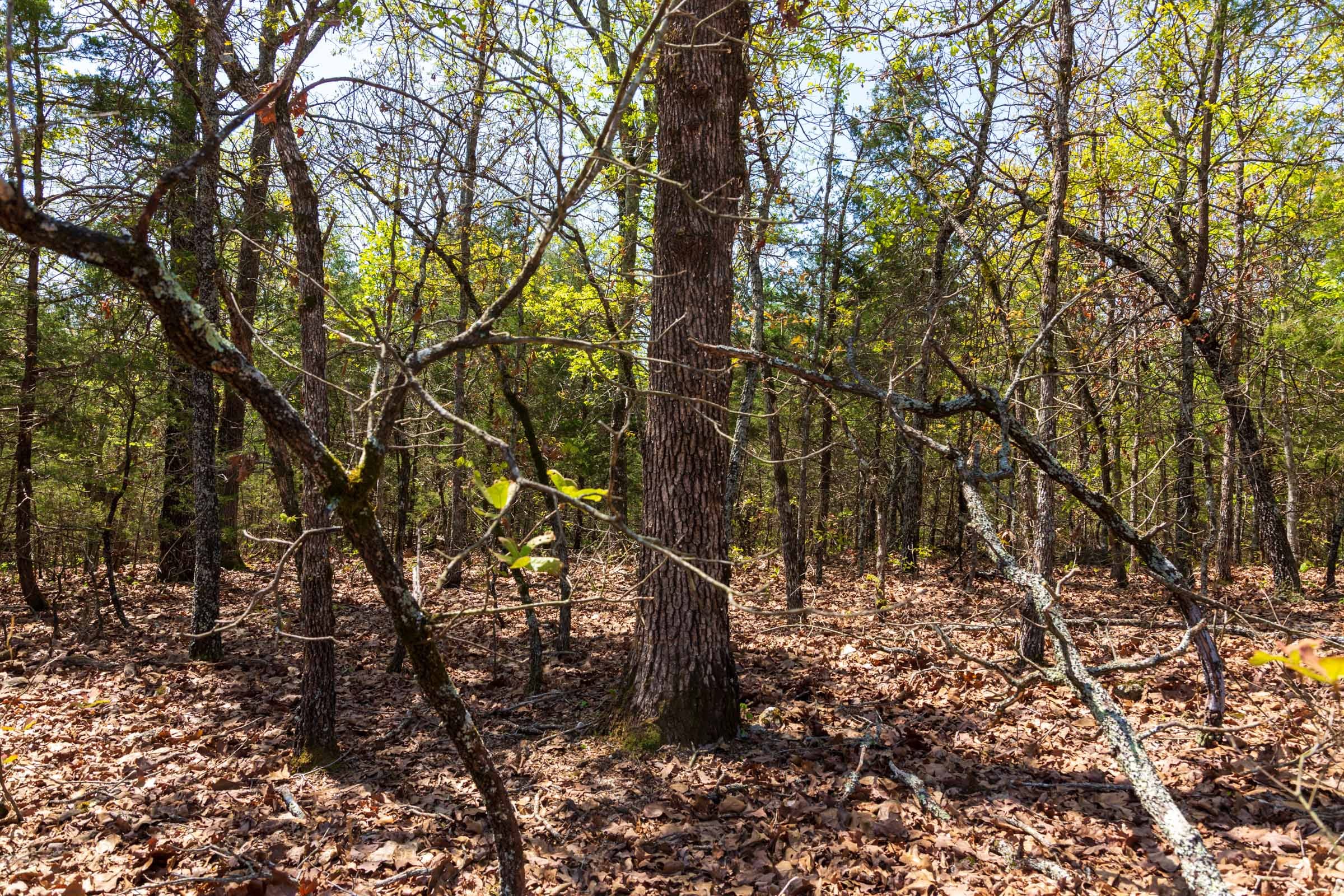 Autumnwood Tract 3 photo 5