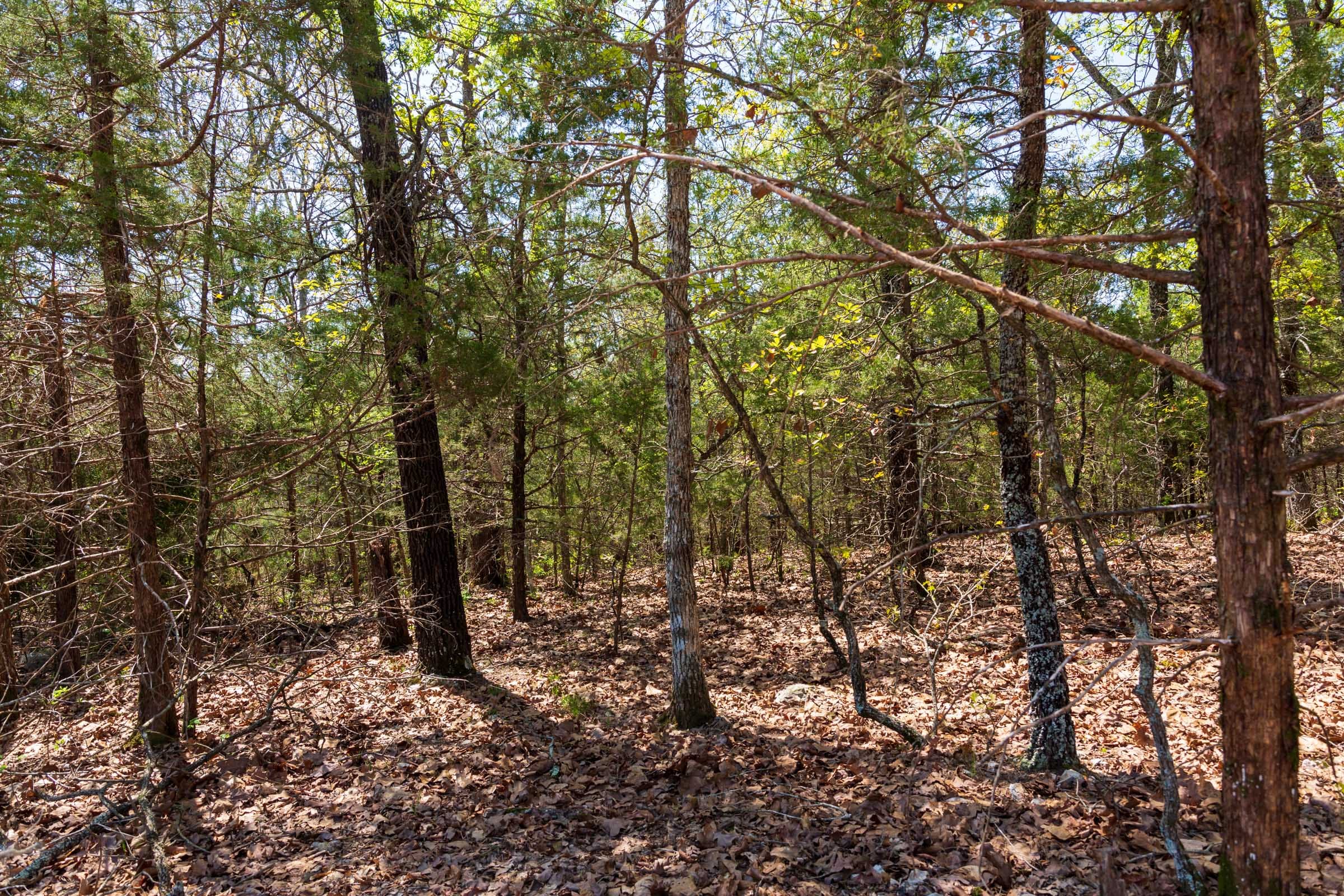Autumnwood Tract 3 photo 6