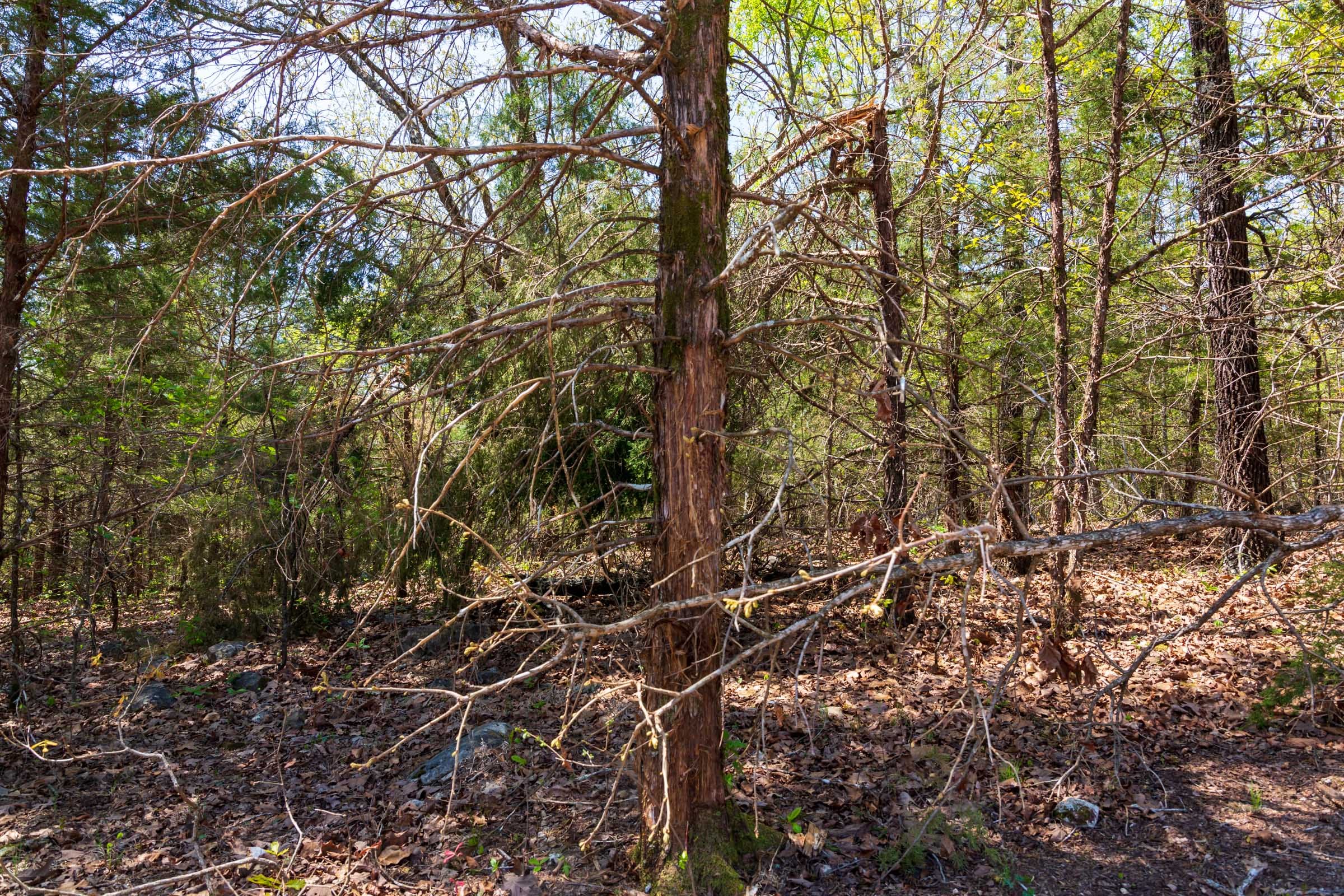 Autumnwood Tract 3 photo 7