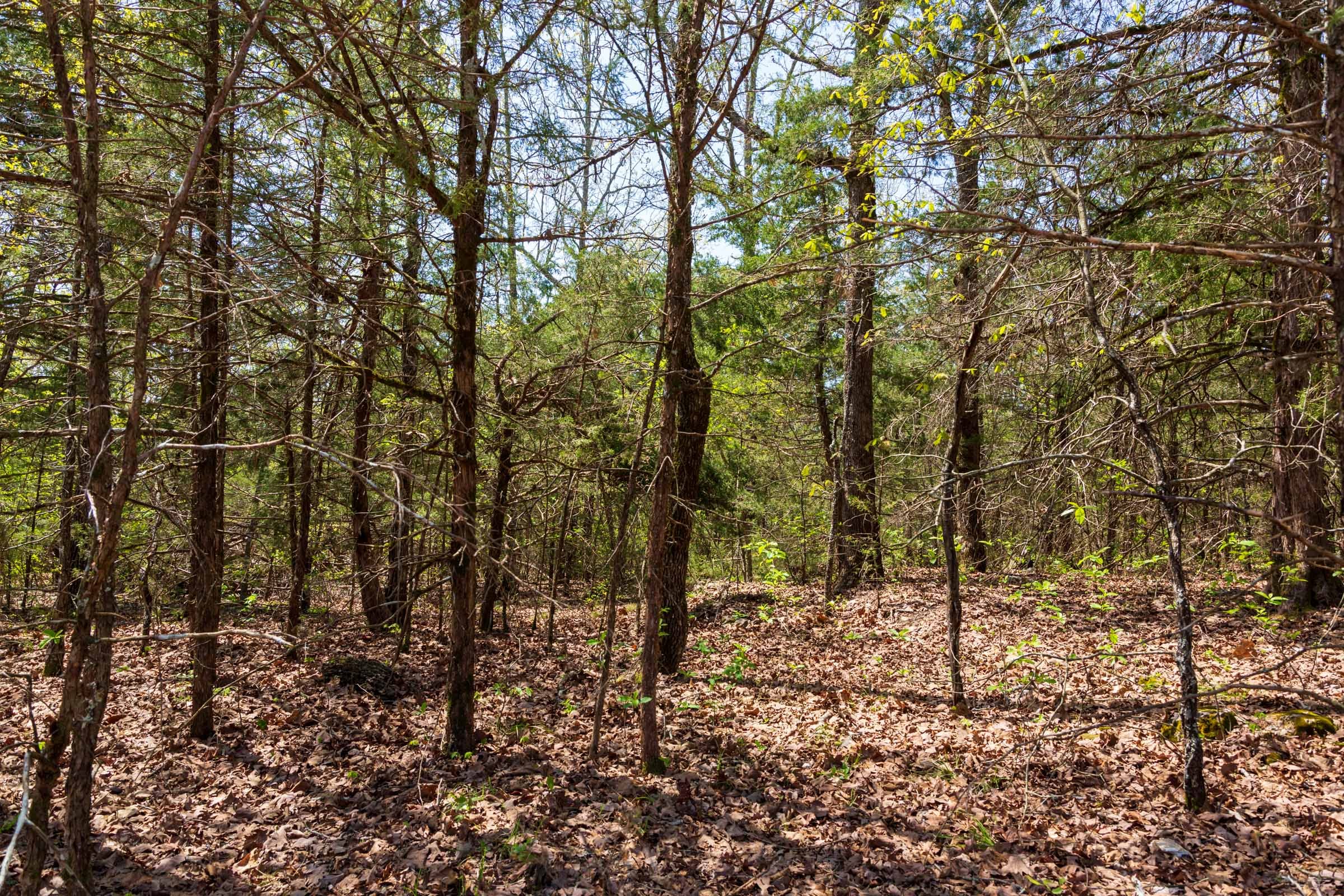 Autumnwood Tract 3 photo 9