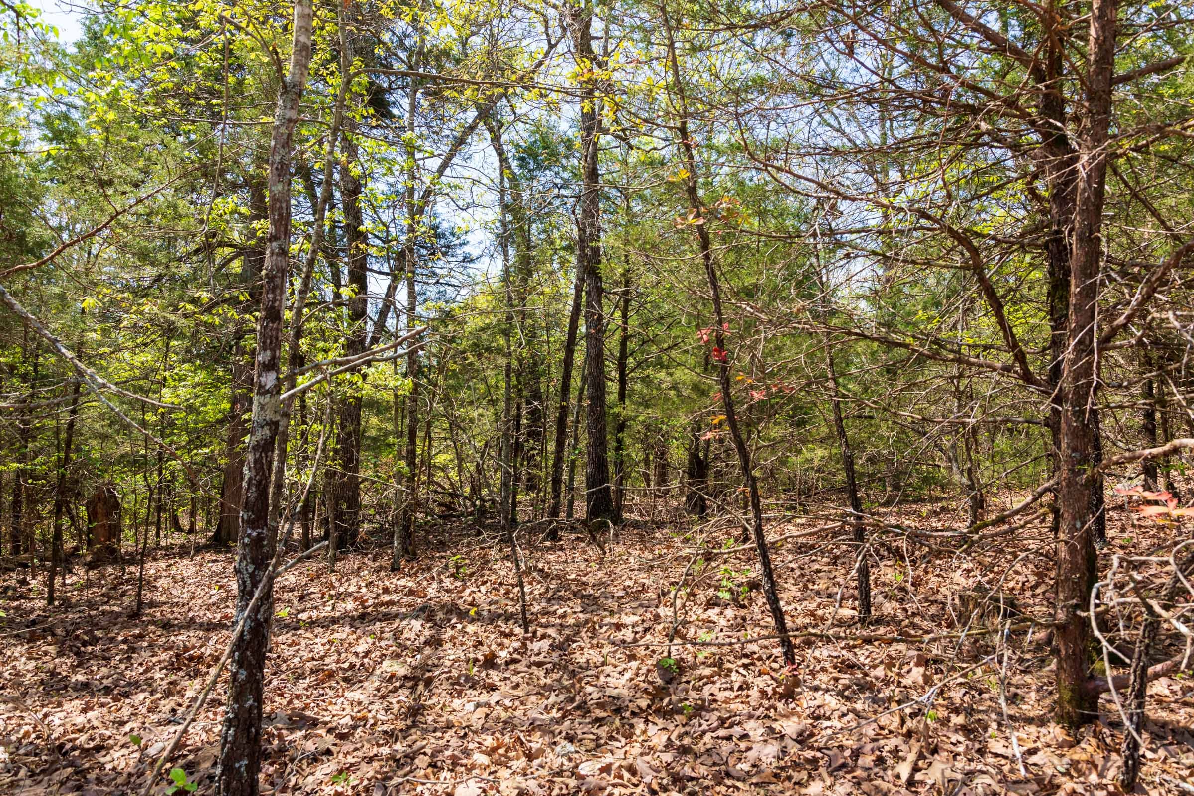 Autumnwood Tract 3 photo 11