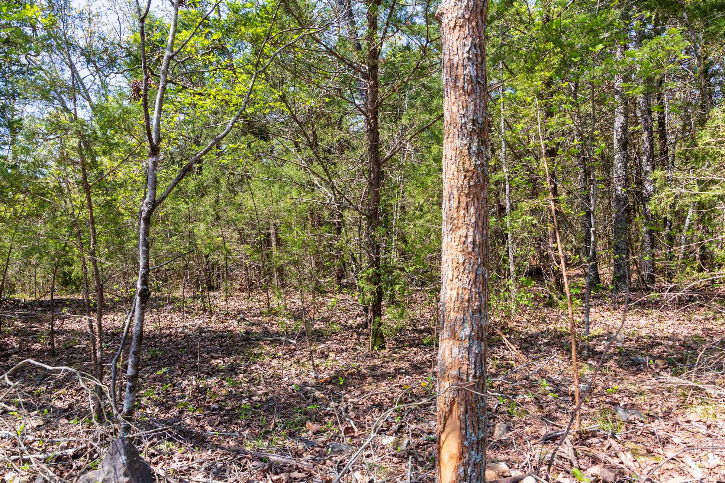 Autumnwood Tract 3 photo 13