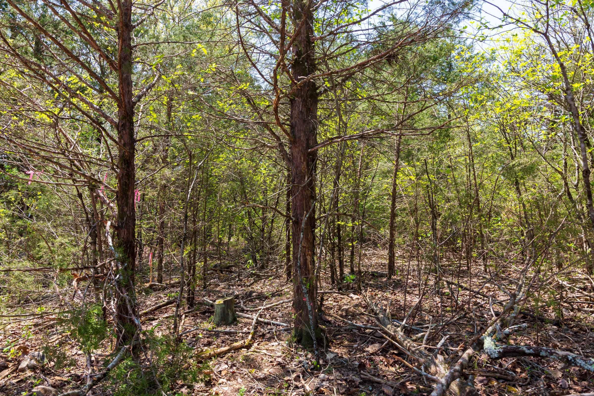 Autumnwood Tract 3 photo 14