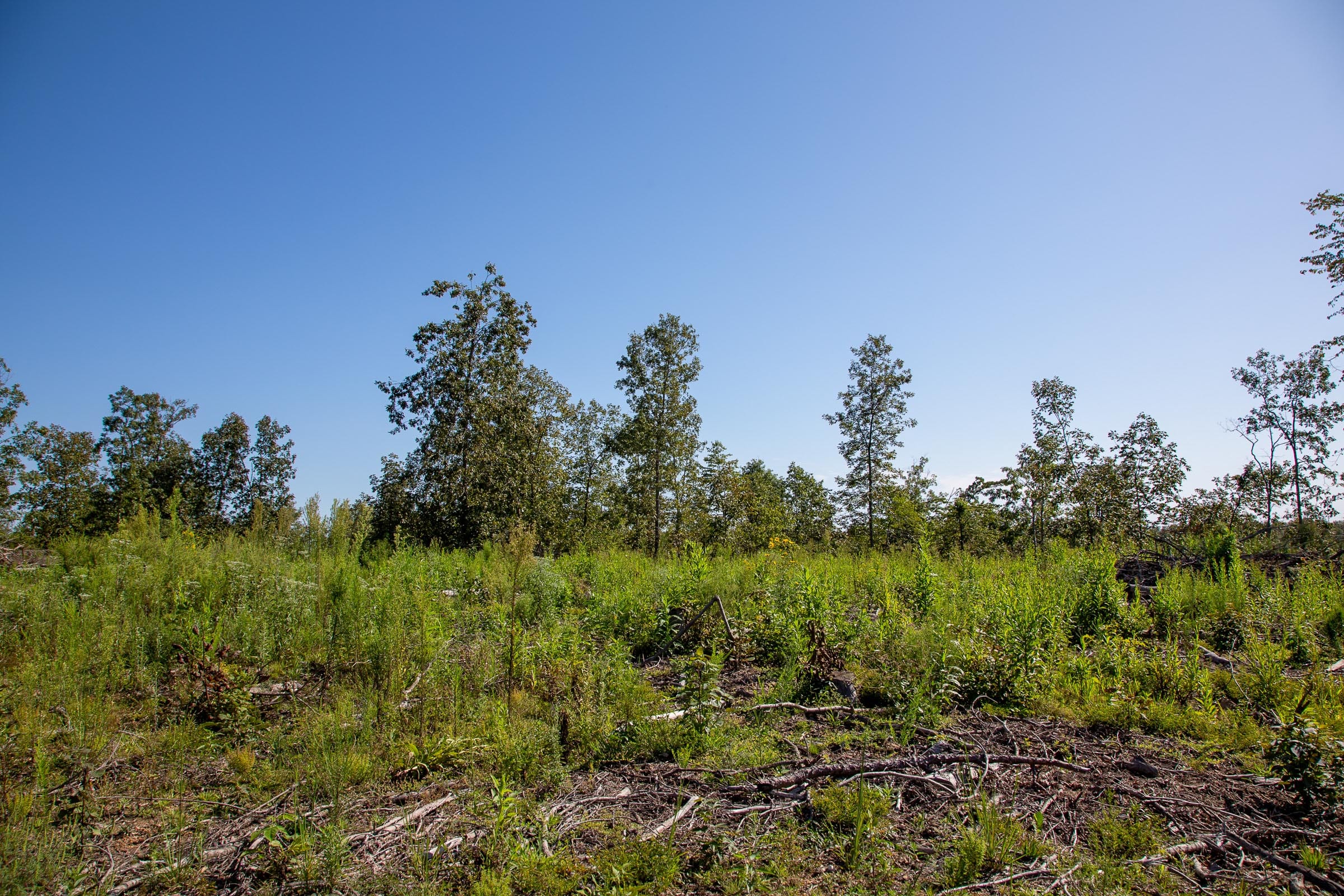 Borgmann’s Hollow Phase II Tract 48 photo 1
