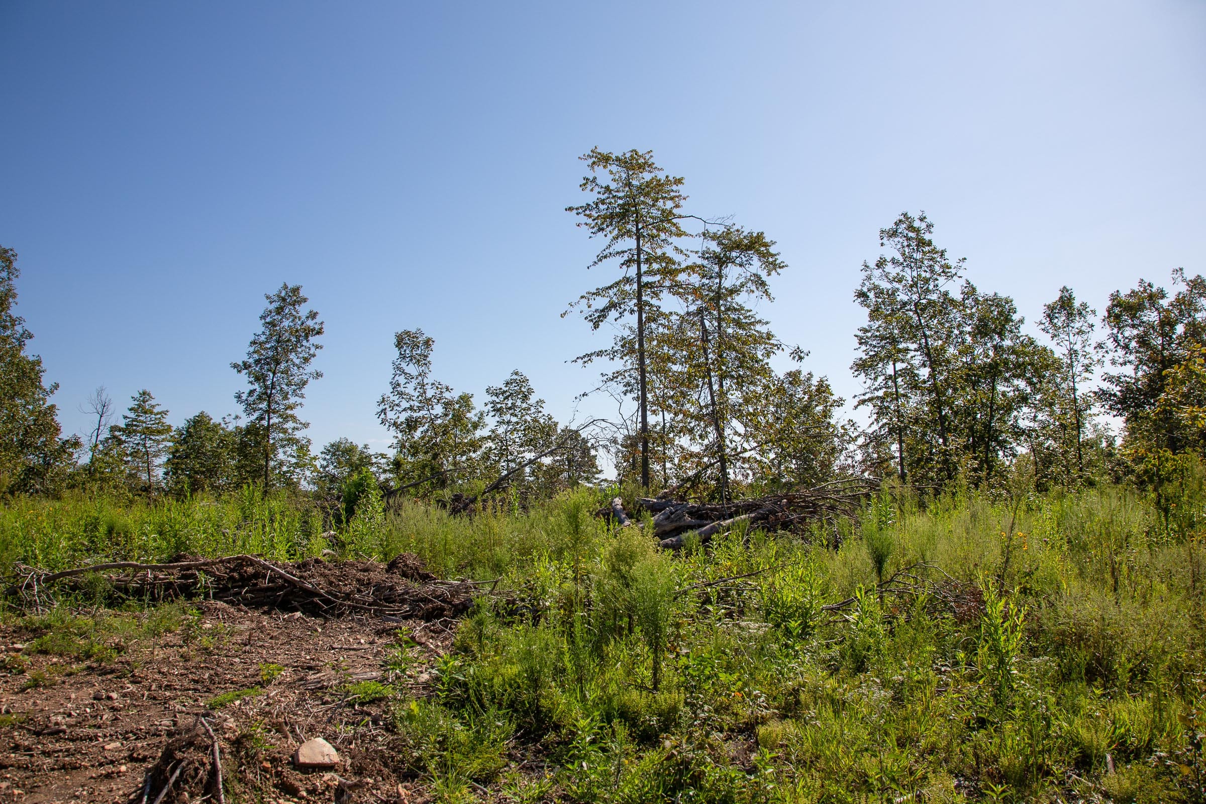 Borgmann’s Hollow Phase II Tract 48 photo 4