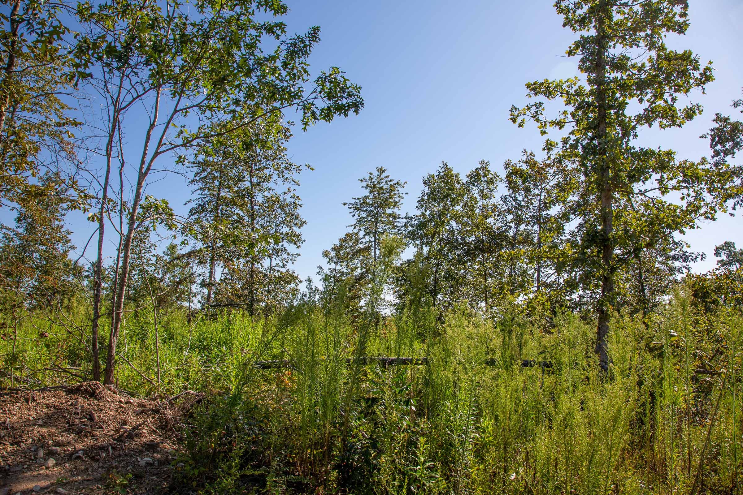 Borgmann’s Hollow Phase II Tract 48 photo 5