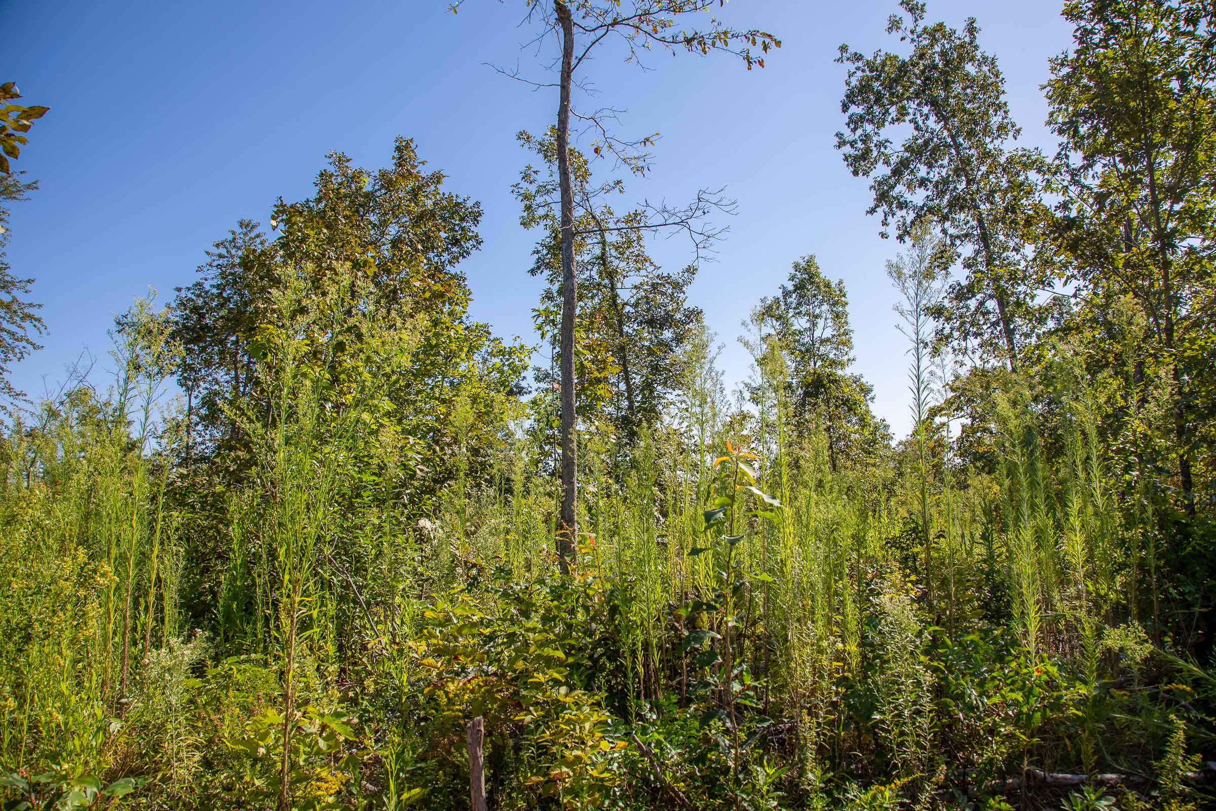 Borgmann’s Hollow Phase II Tract 48 photo 6