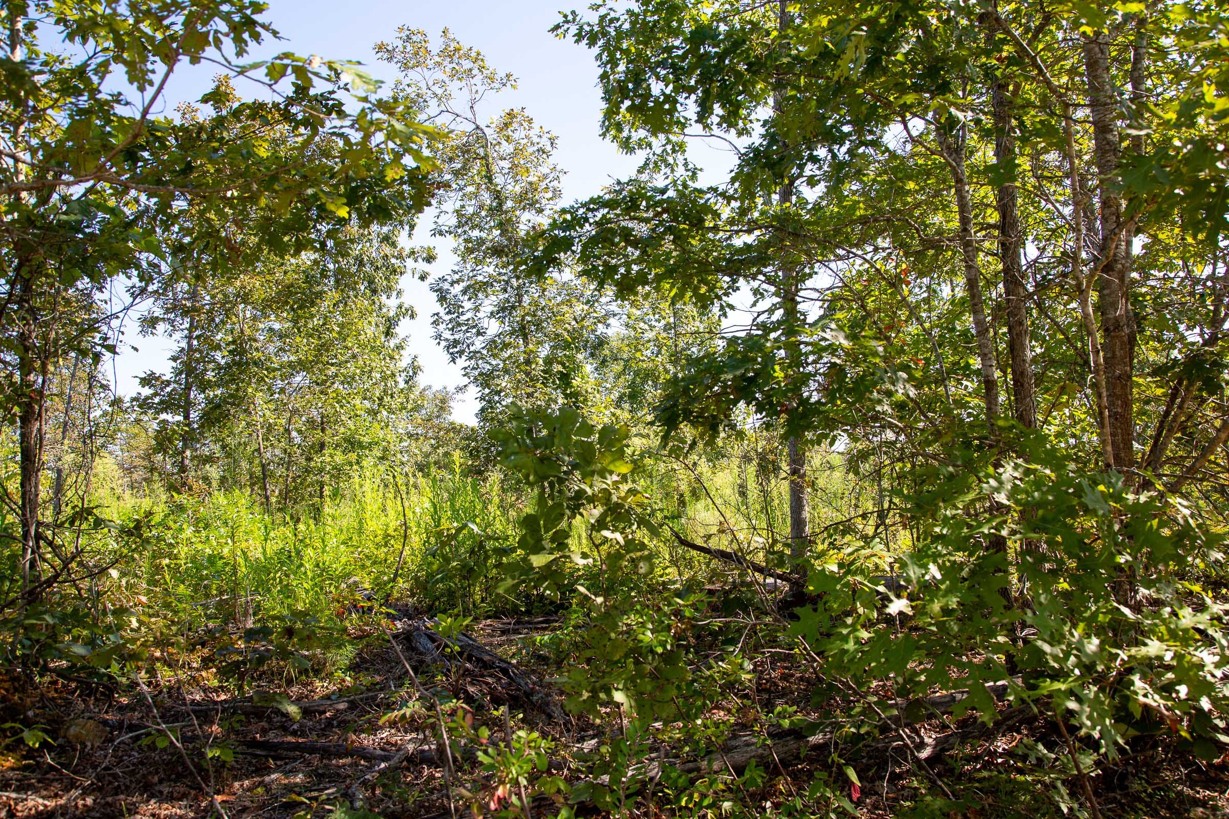 Borgmann’s Hollow Phase II Tract 48 photo 7