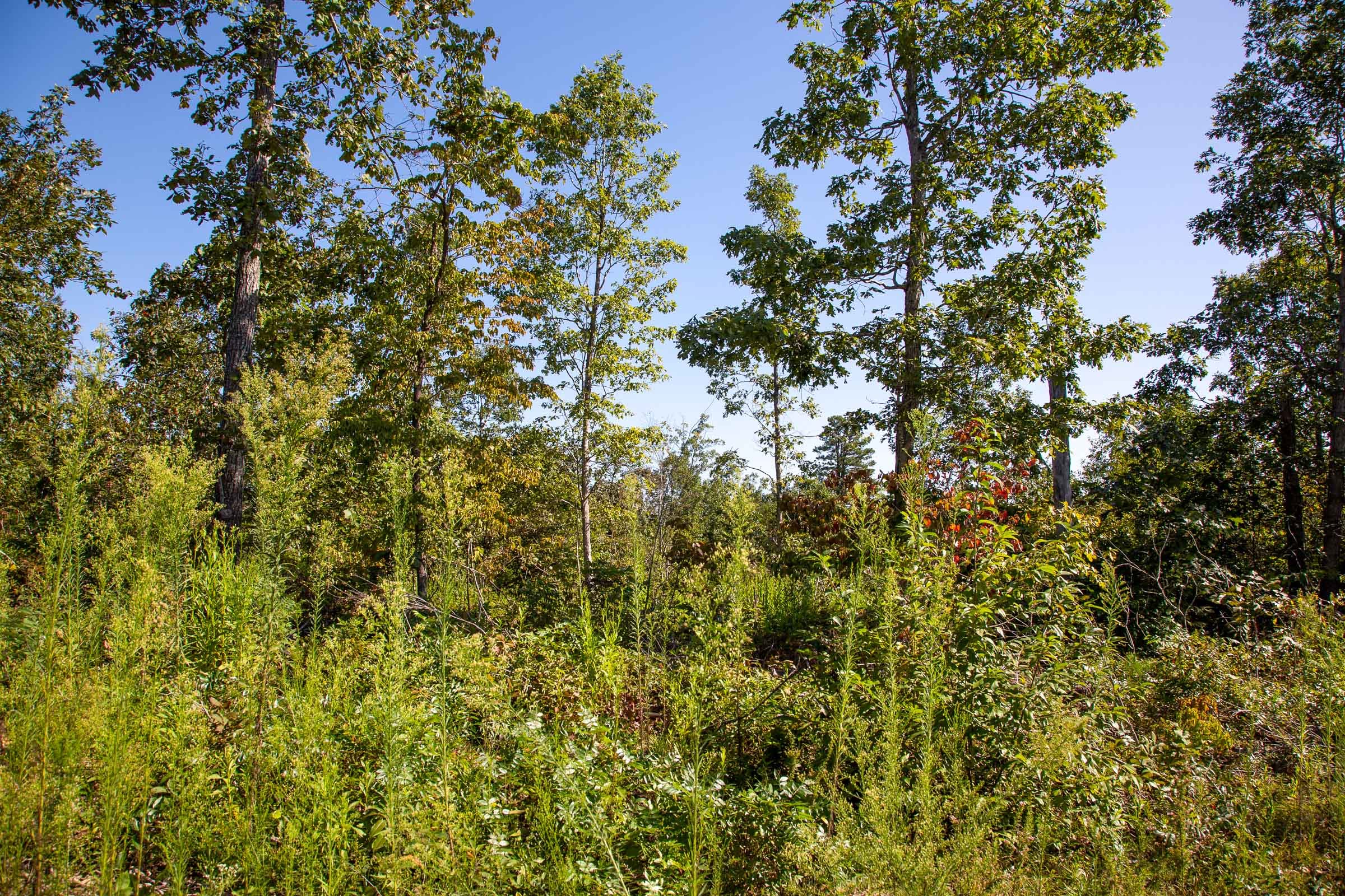 Borgmann’s Hollow Phase II Tract 48 photo 8