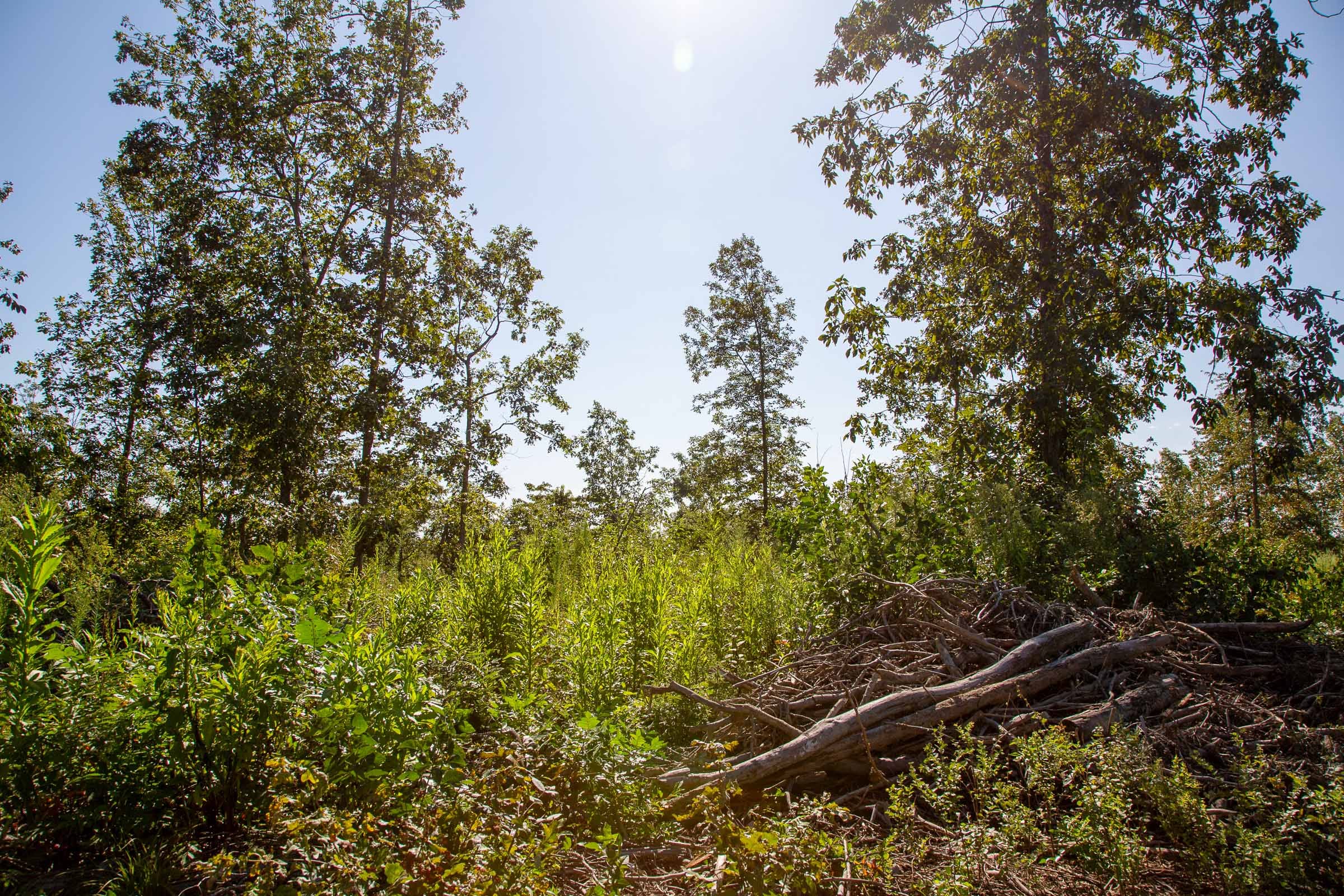 Borgmann’s Hollow Phase II Tract 48 photo 10