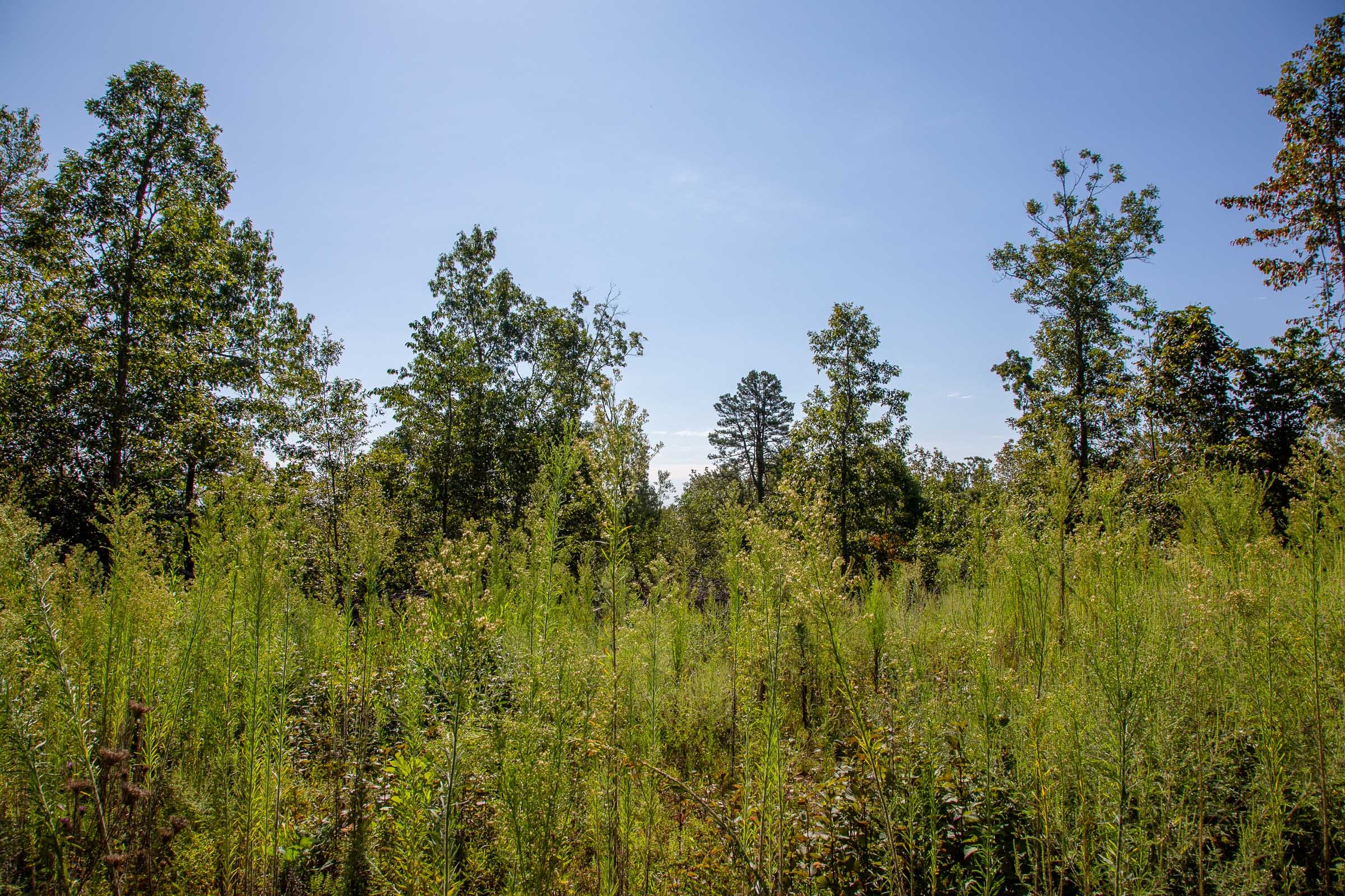 Borgmann’s Hollow Phase II Tract 48 photo 11