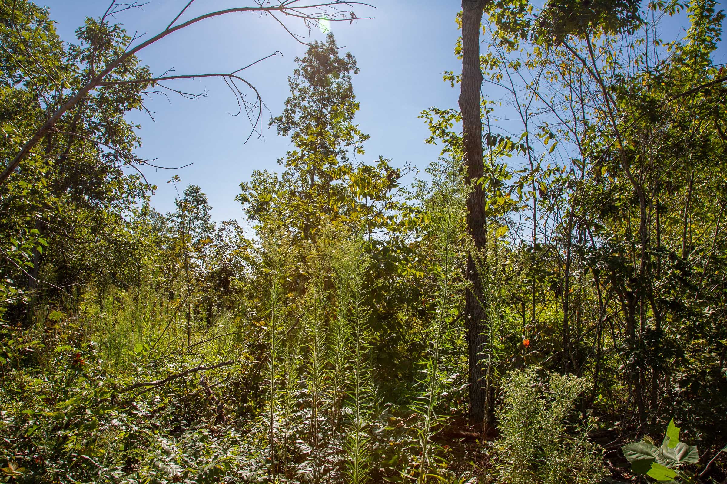 Borgmann’s Hollow Phase II Tract 48 photo 12