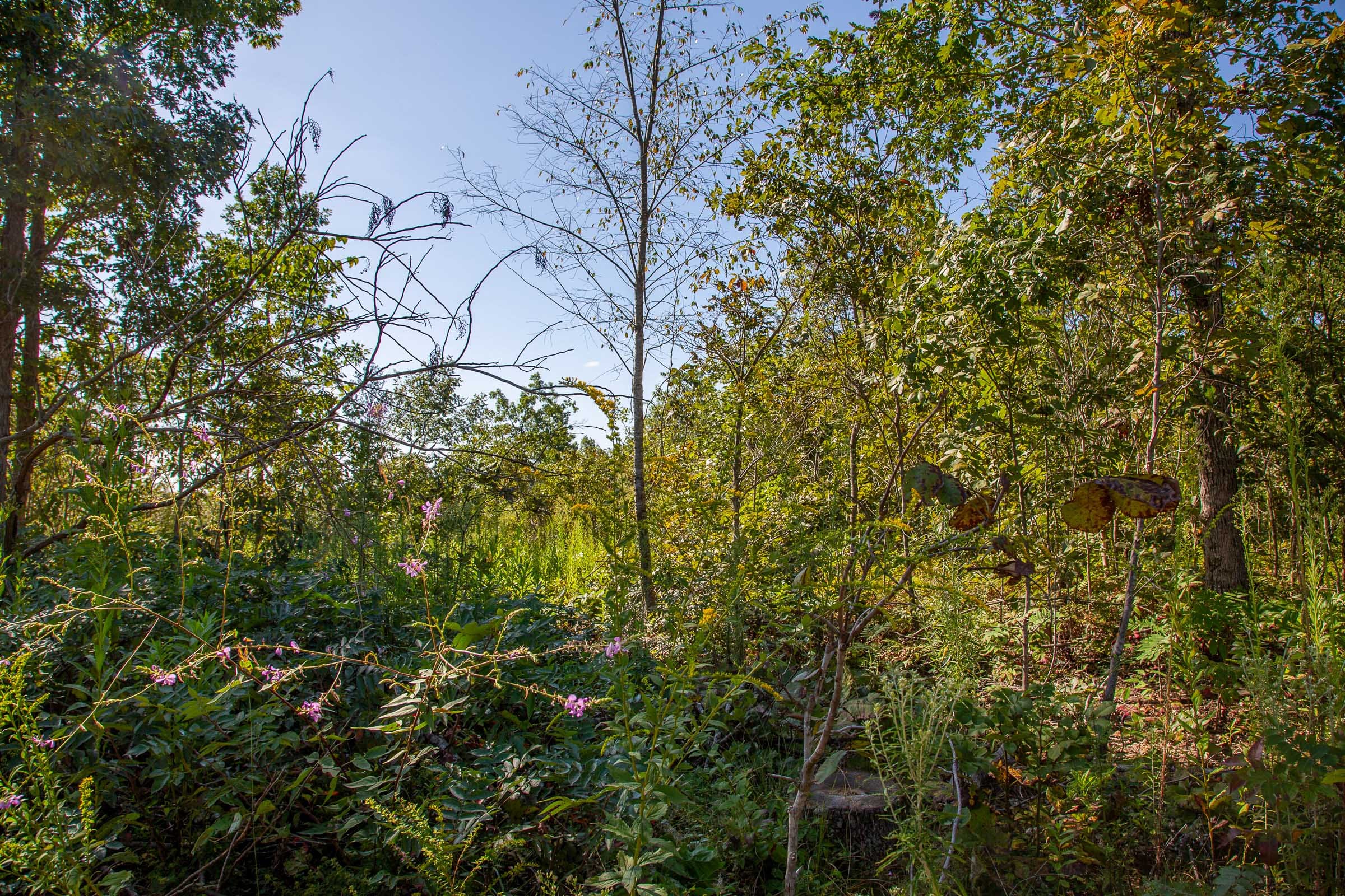 Borgmann’s Hollow Phase II Tract 48 photo 13