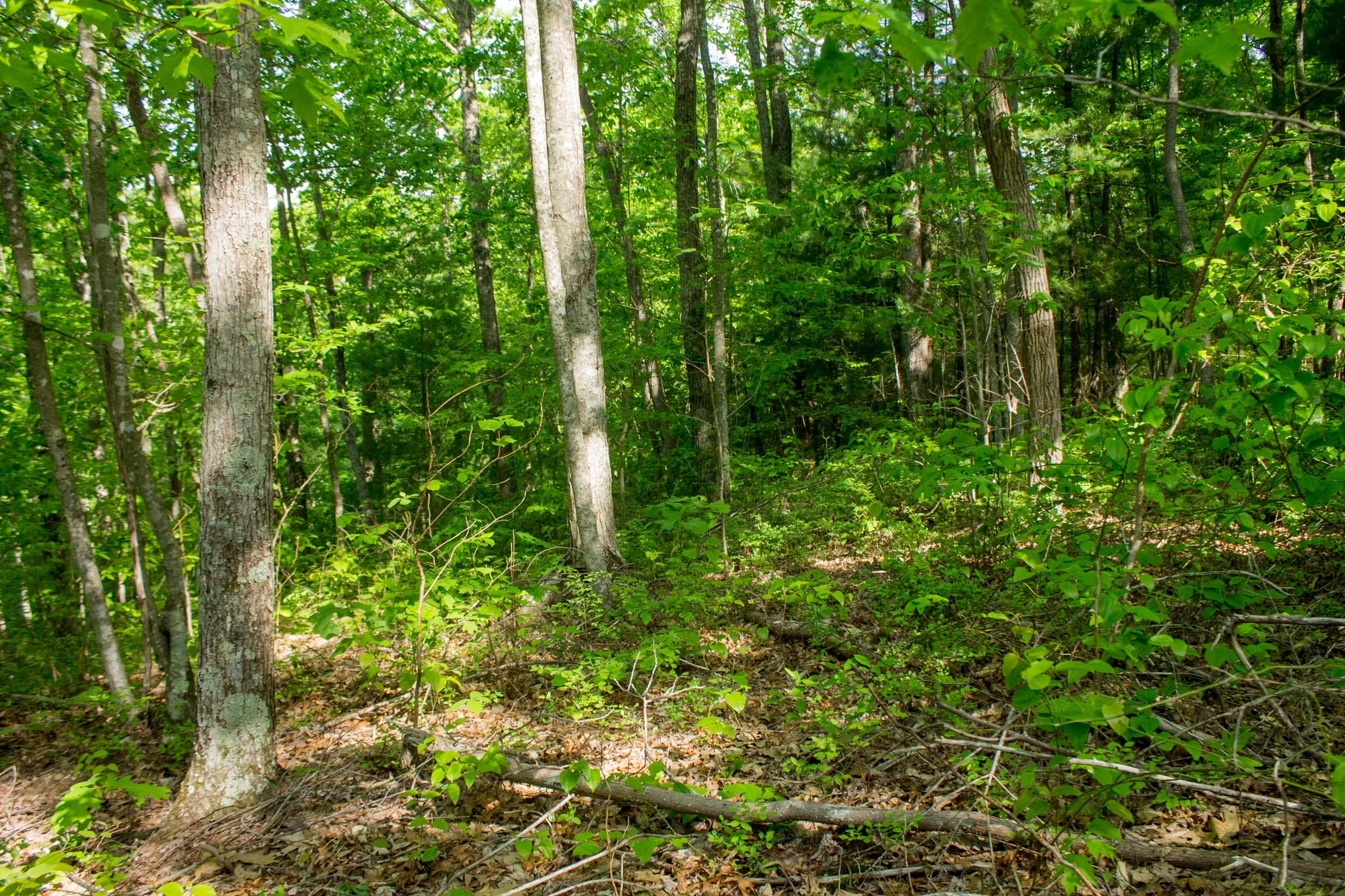 Trails End Tract 5 photo 4
