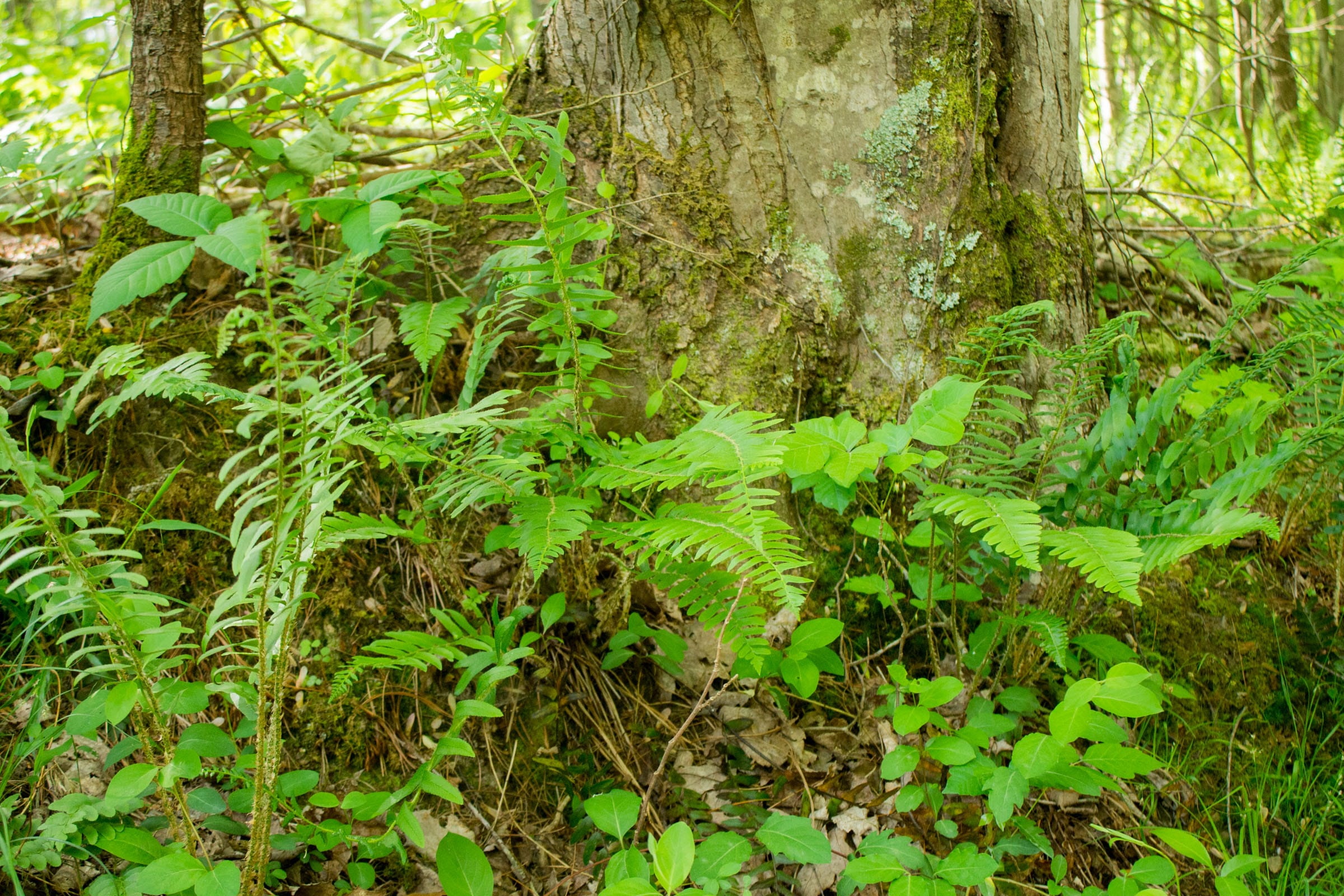 Trails End Tract 5 photo 5