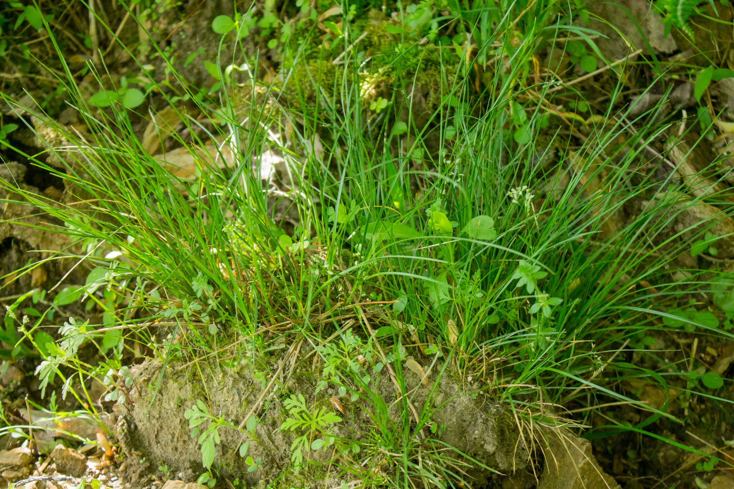 Trails End Tract 5 photo 6