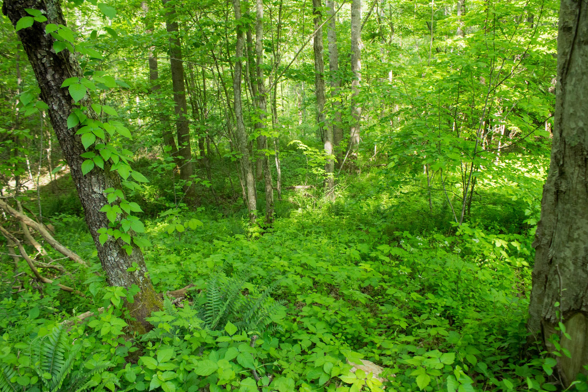 Trails End Tract 5 photo 7