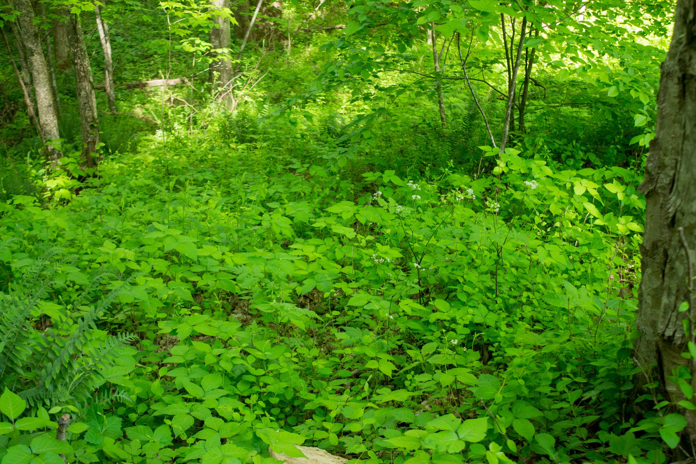 Trails End Tract 5 photo 8