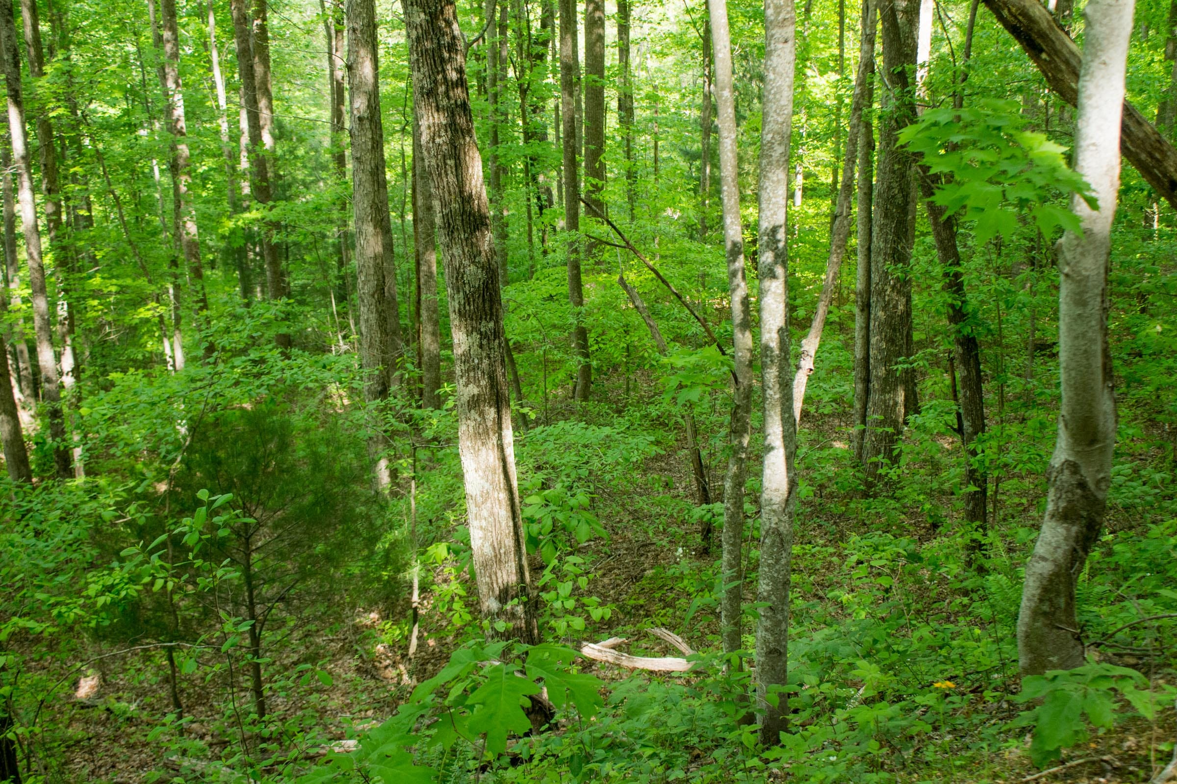Trails End Tract 5 photo 14