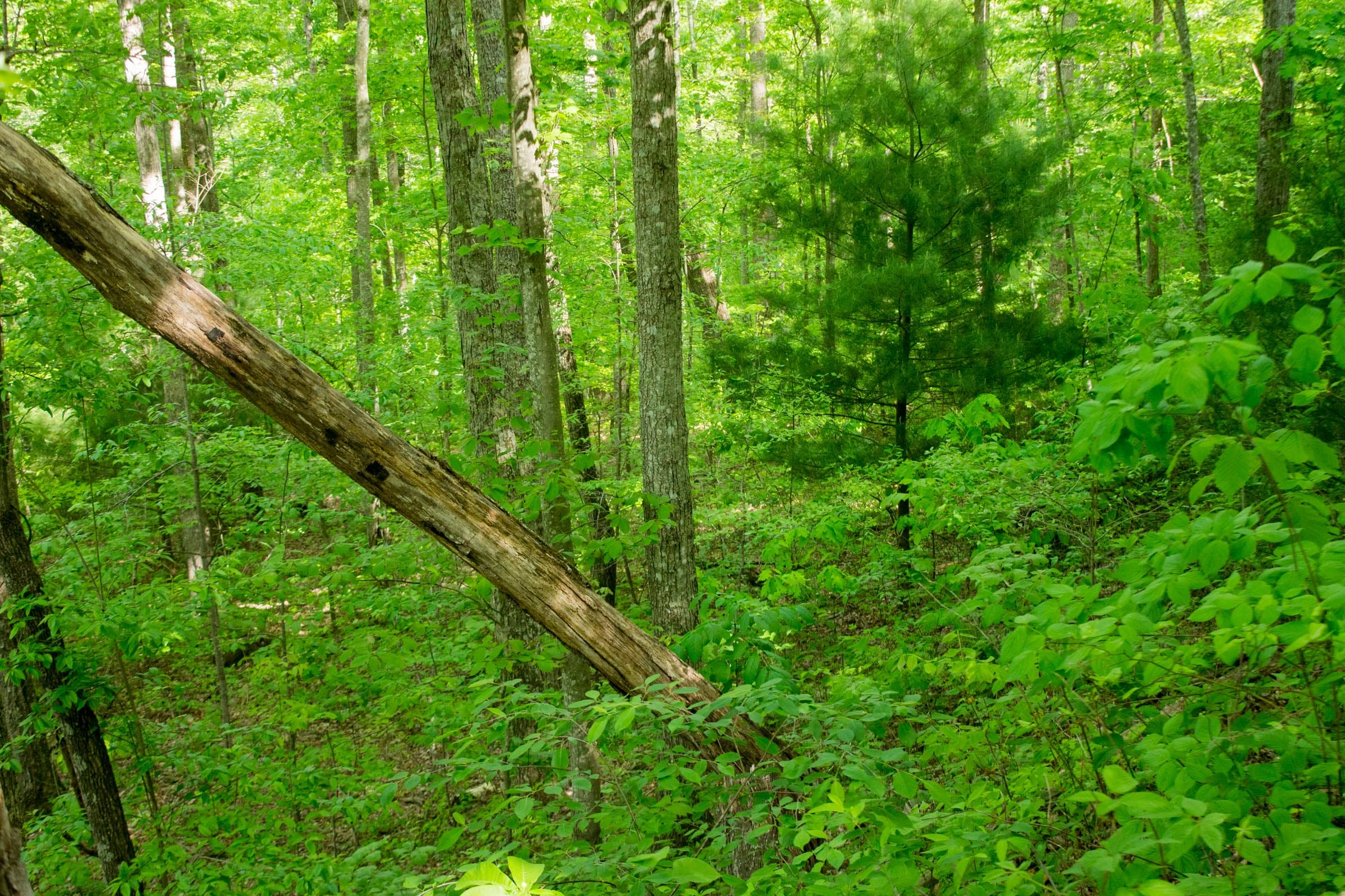 Trails End Tract 5 photo 15
