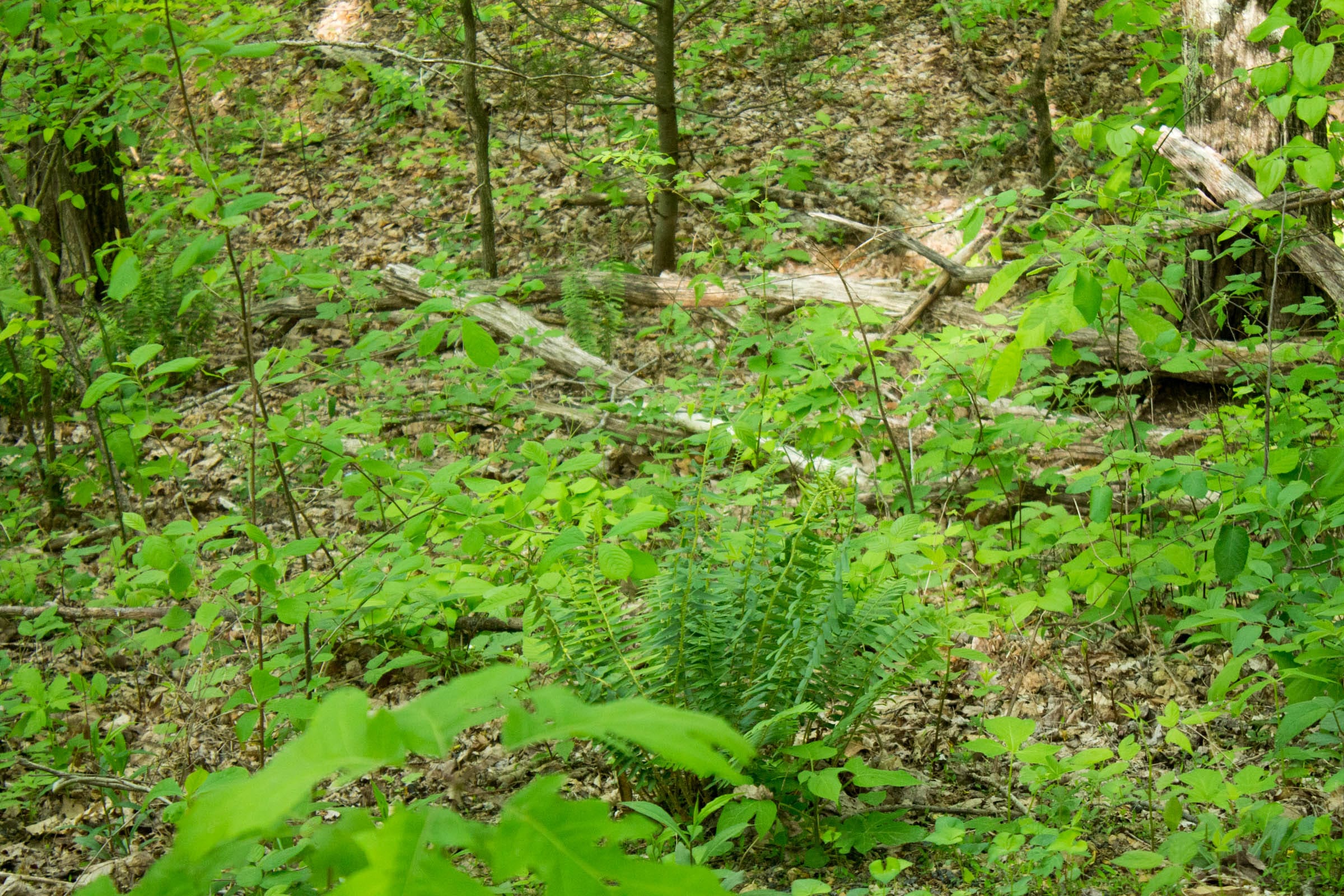Trails End Tract 5 photo 18