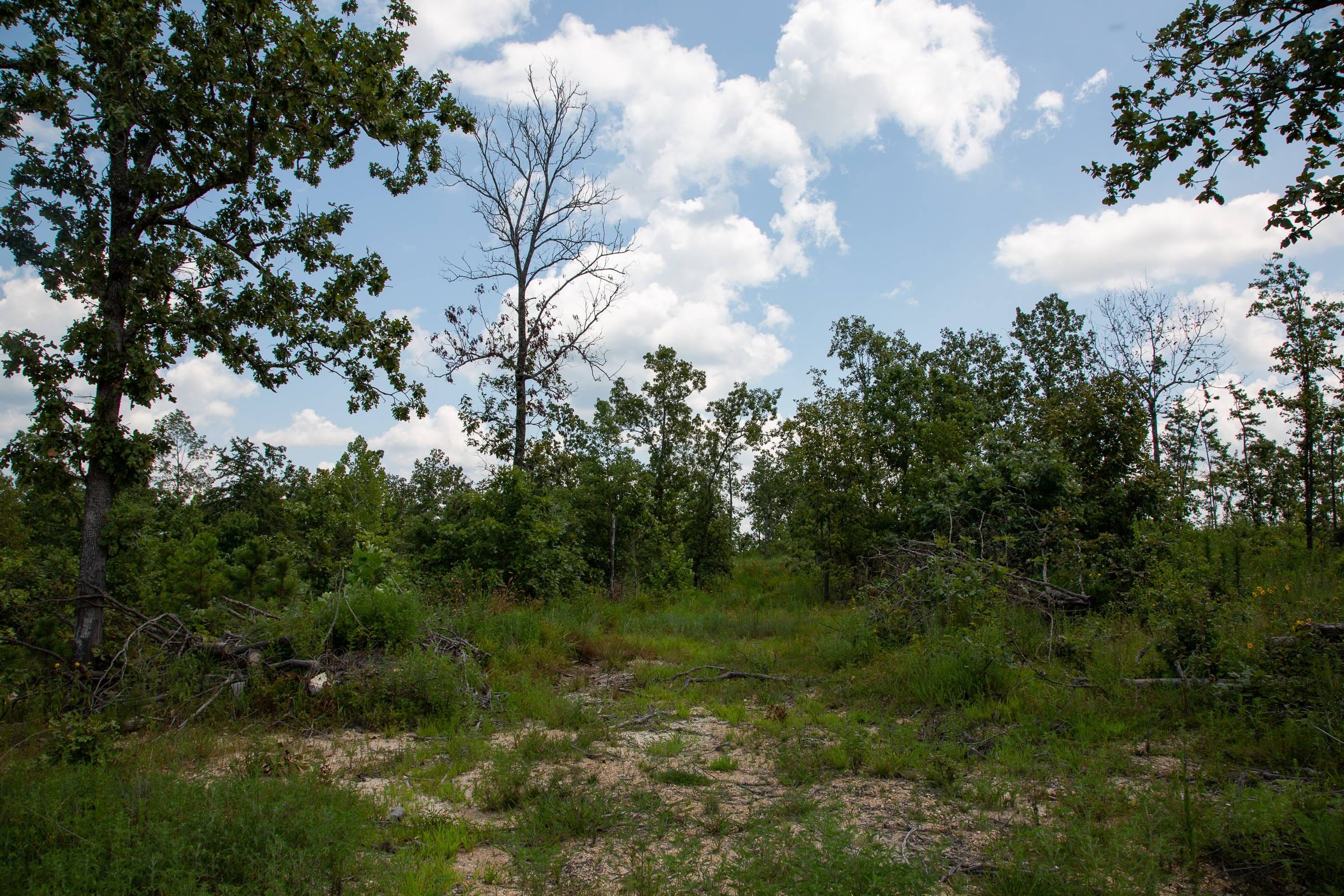 Borgmann’s Hollow Phase I Tract 12 photo 3
