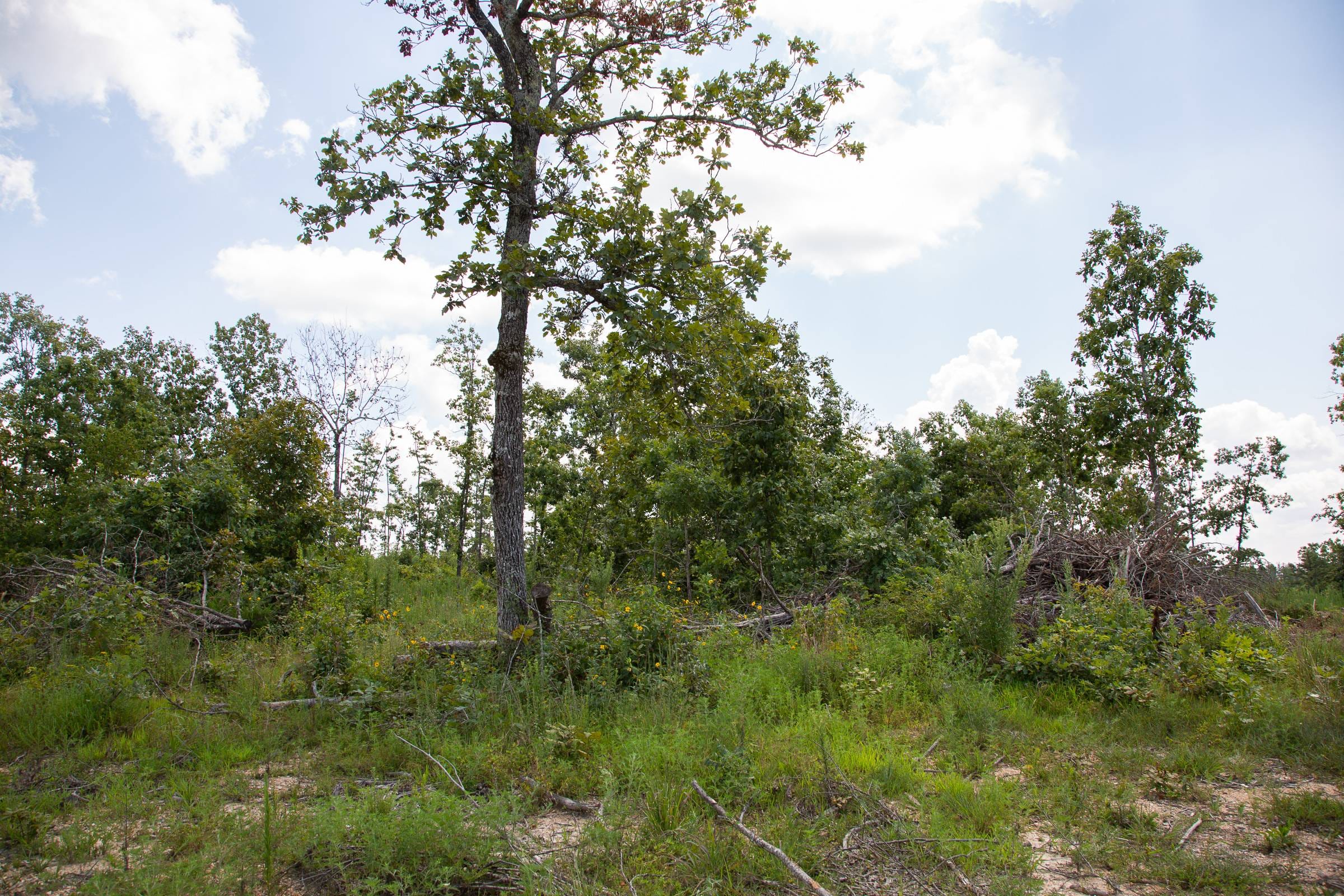 Borgmann’s Hollow Phase I Tract 12 photo 4