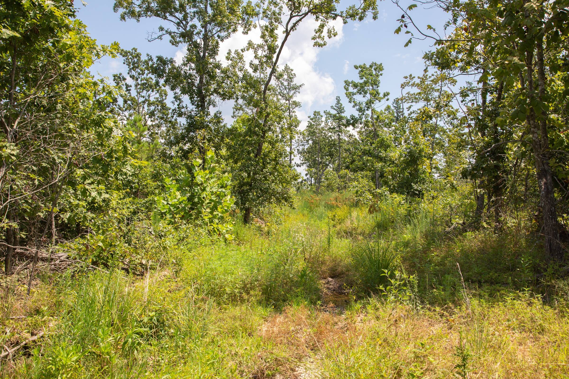 Borgmann’s Hollow Phase I Tract 12 photo 5