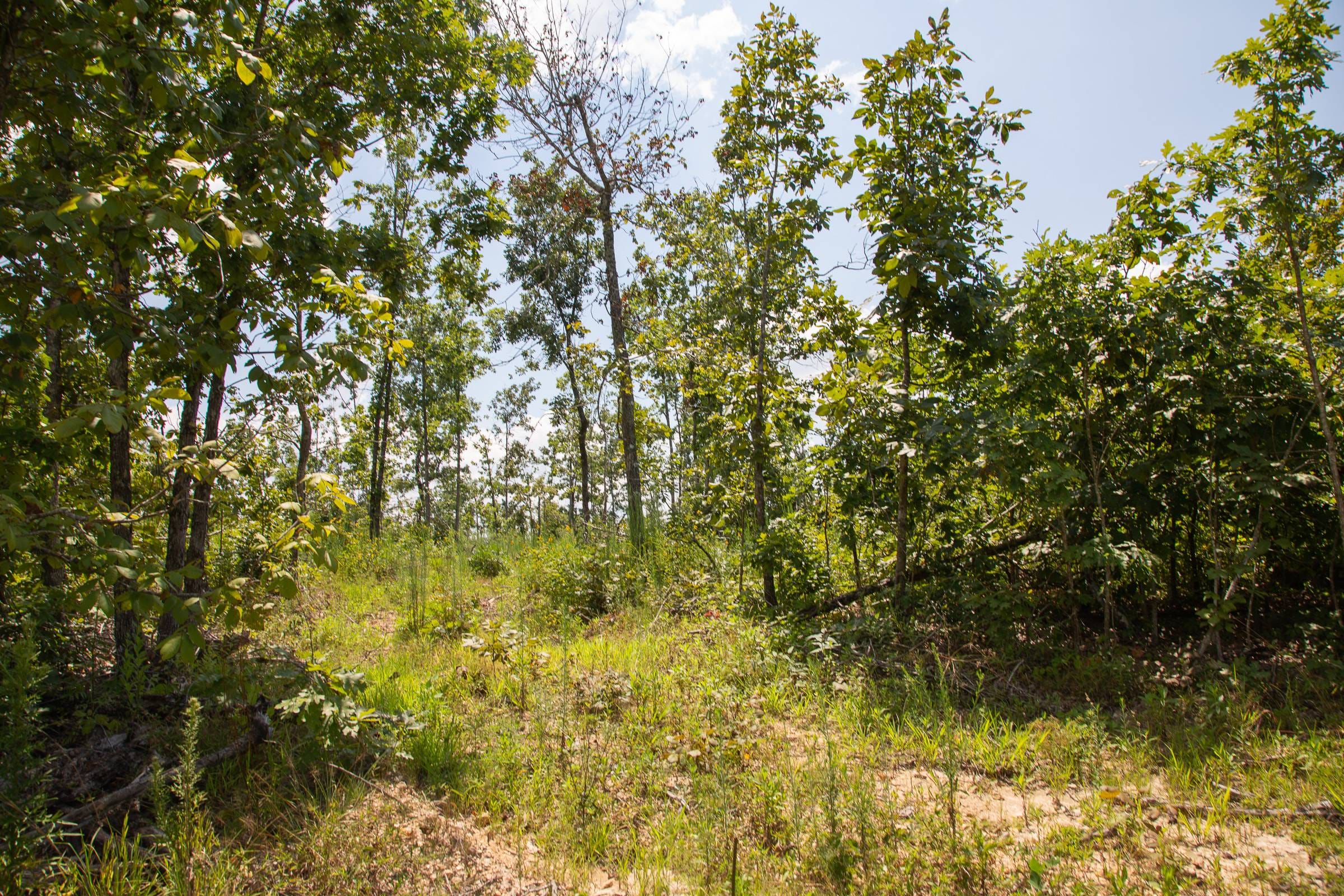 Borgmann’s Hollow Phase I Tract 12 photo 7