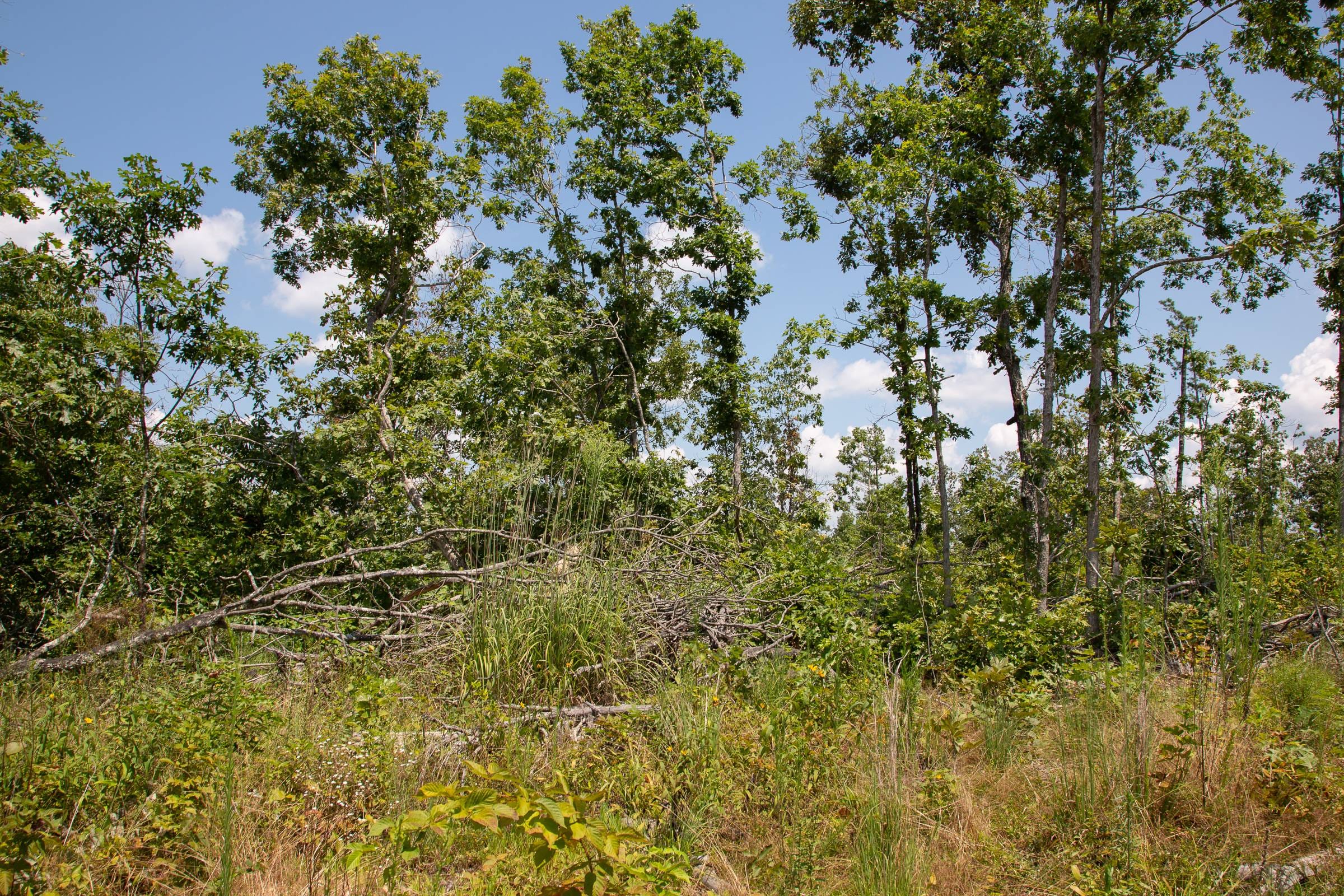 Borgmann’s Hollow Phase I Tract 12 photo 9